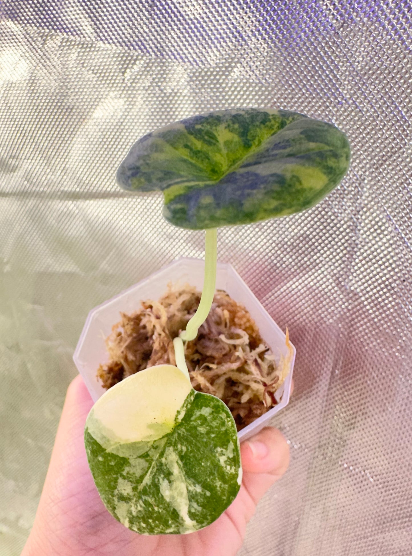 Alocasia Melo Aurea Variegated