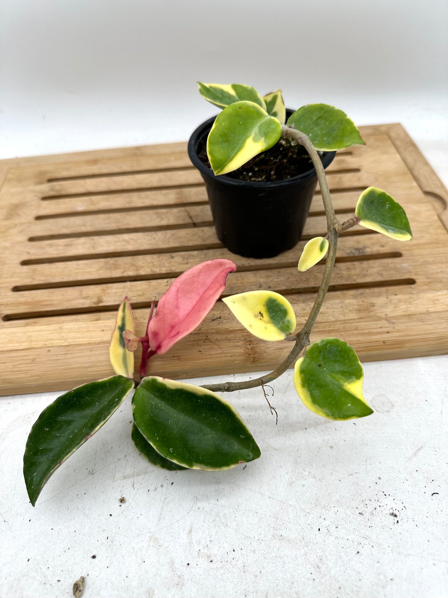Hoya Krimson Queen