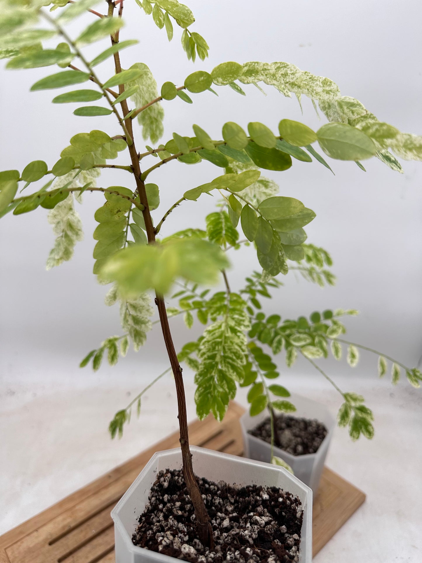 Phyllanthus Pulcher Variegated - Size M