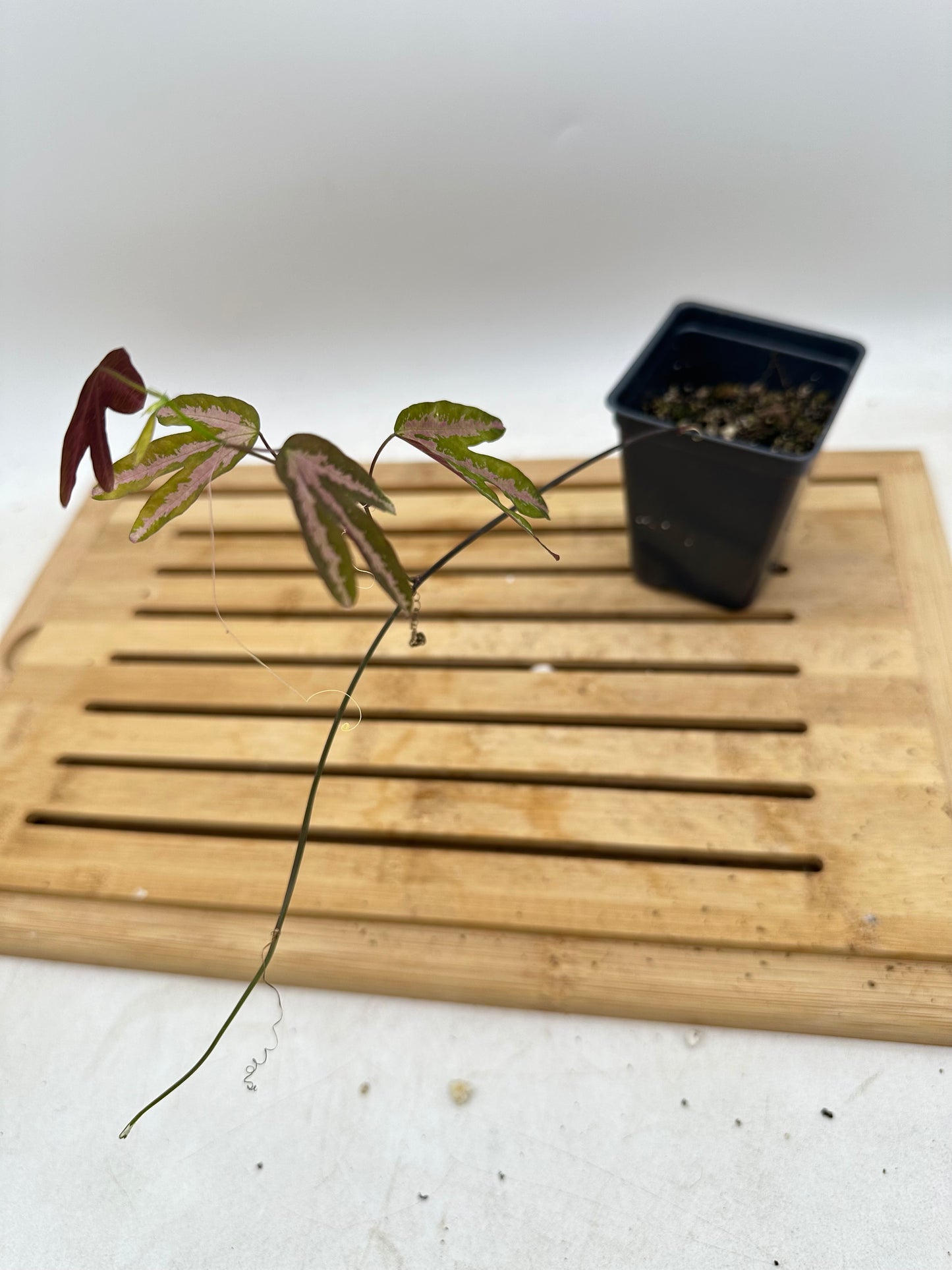 Passiflora Trifasciata (Purple)