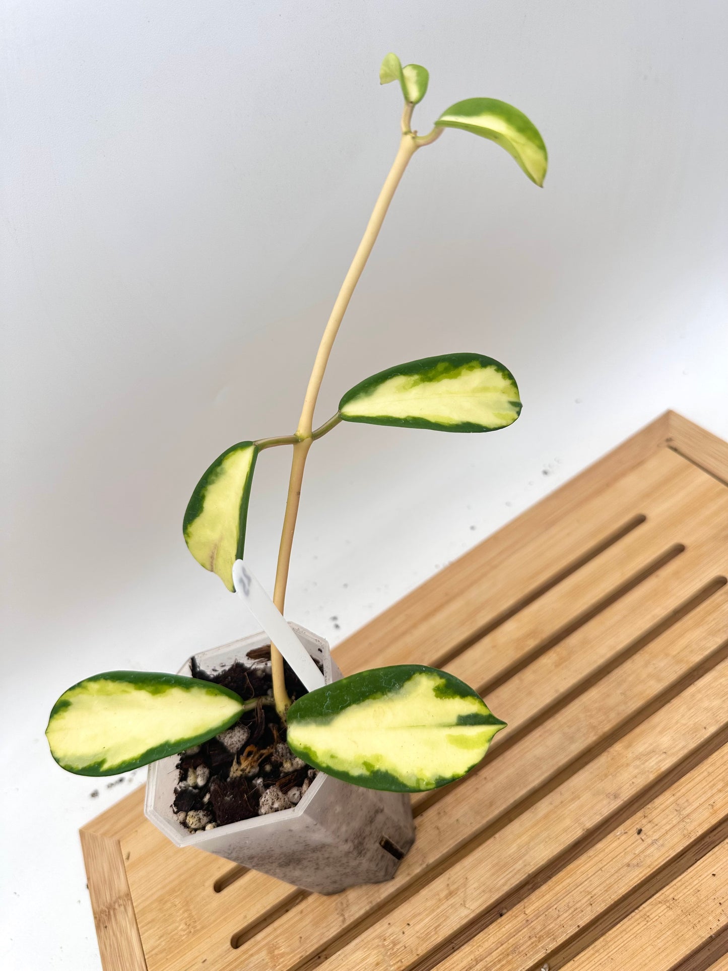 Hoya Diversifolia Maharini
