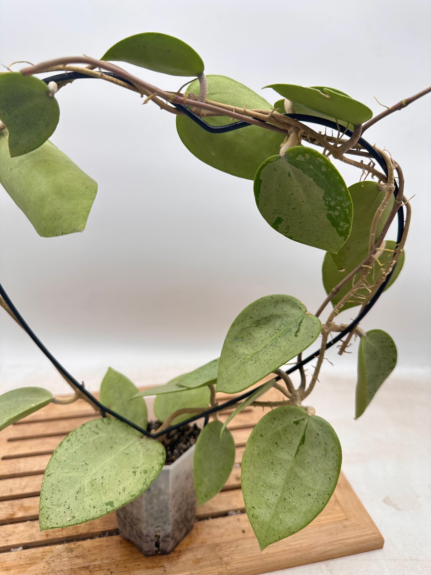 Hoya Verticillata Silver Heart - Size Large - Thanksgiving Sale 💚