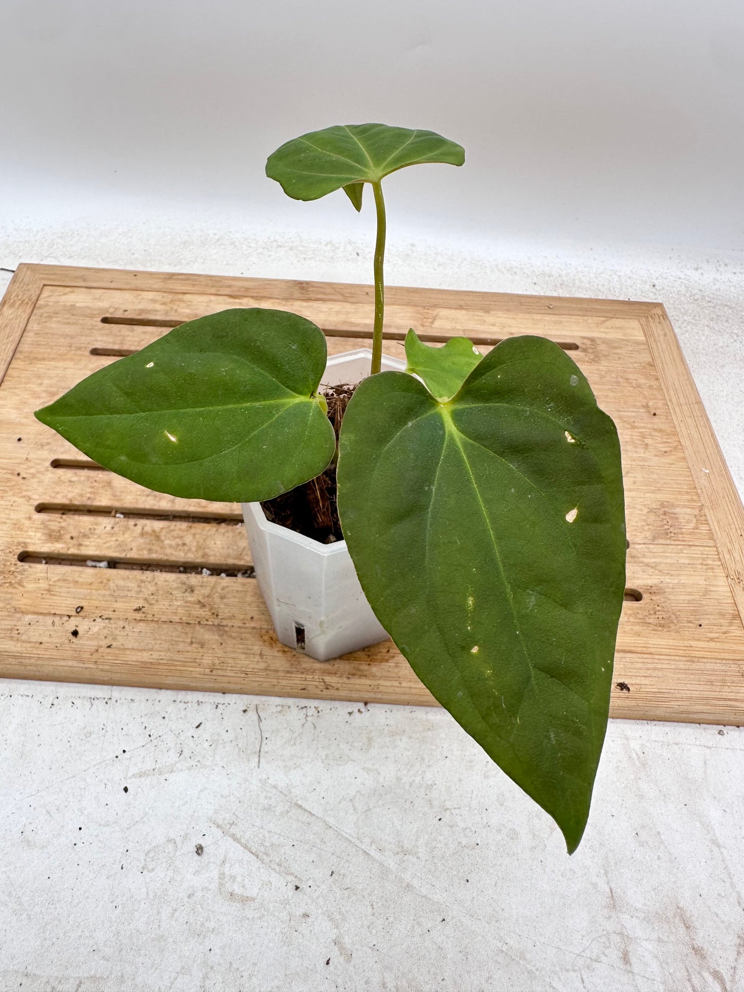 Anthurium Dark Phoenix X Fort Sherman - Thanksgiving Sale 💚