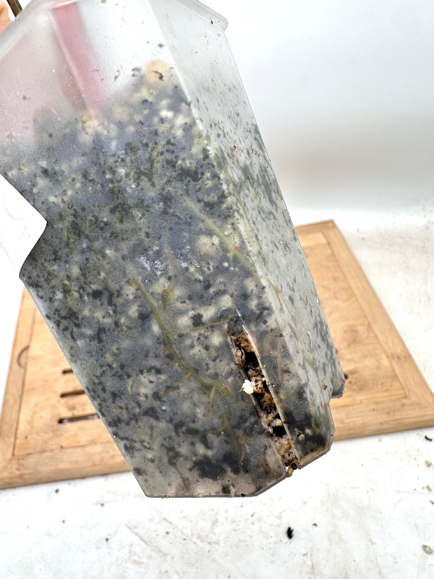 Philodendron Gloriosum Variegated