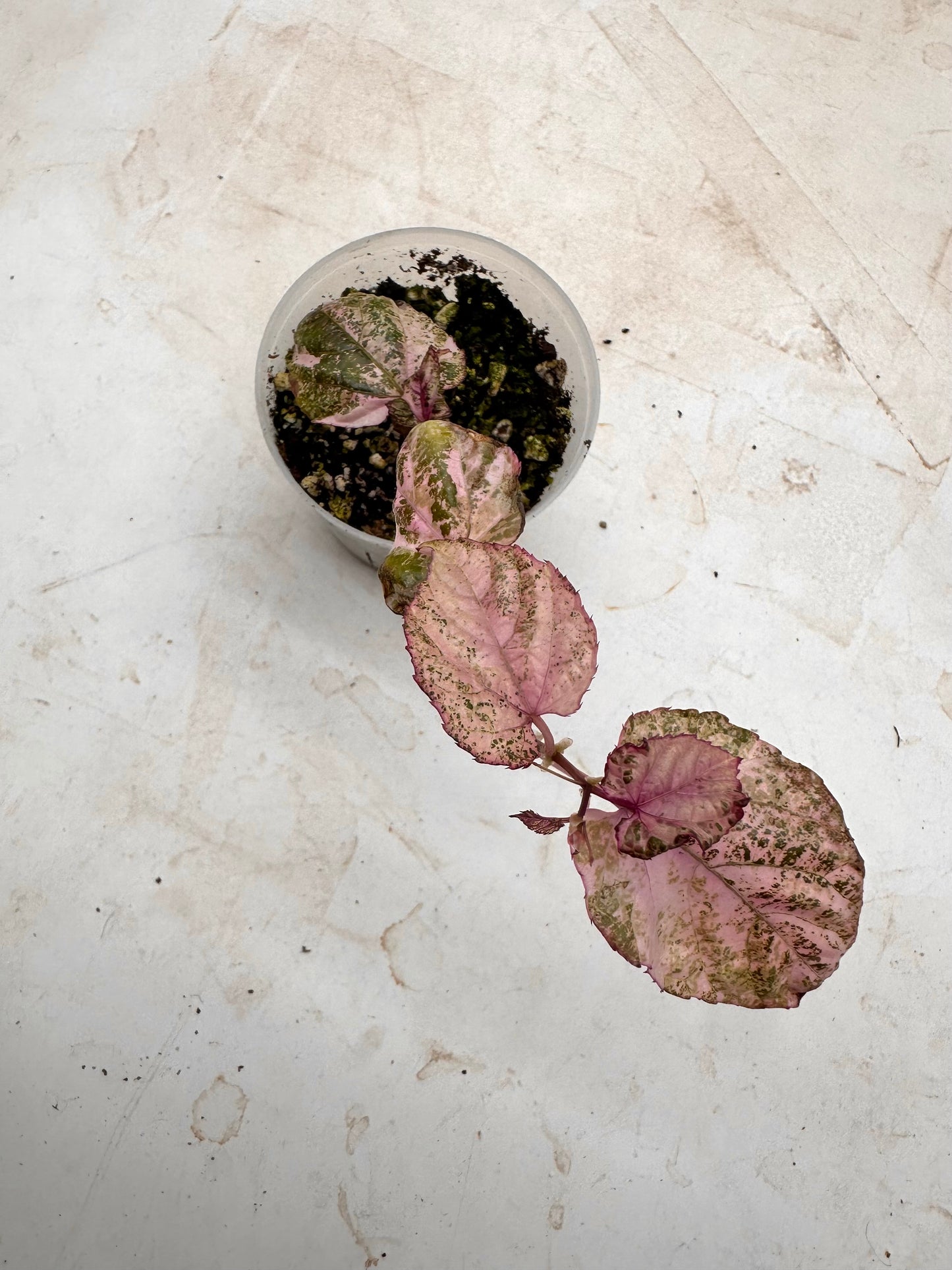 Scissus Discolor Pink Variegated 💖 - August Sale