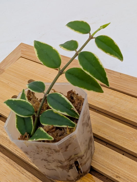 Hoya Bella Outer Variegated
