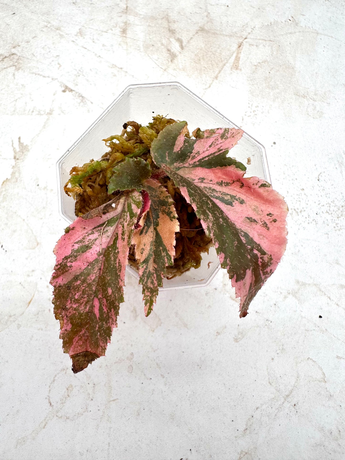 Begonia Ginny Galaxy Pink Variegated