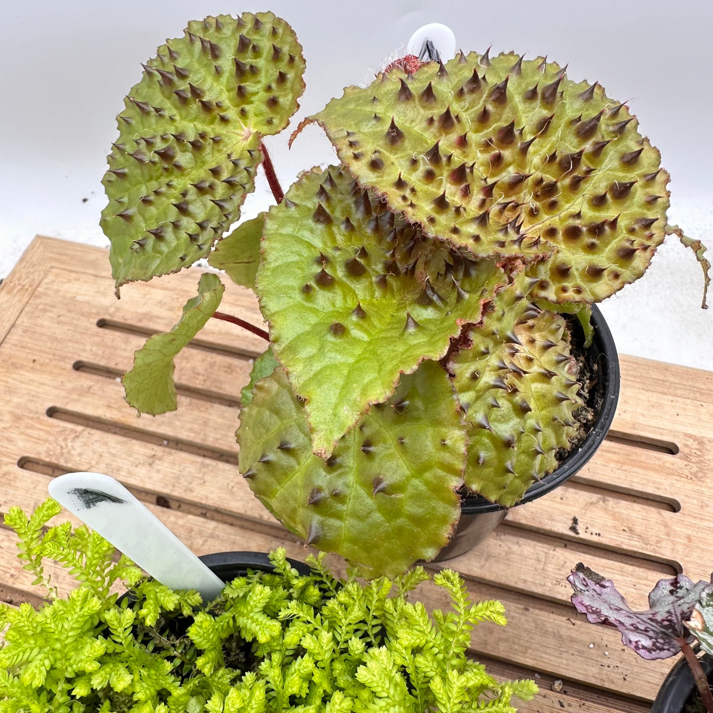 Combo Sale - Begonia Ferox & Golden Club Moss & Begonia ‘Spirit of Sumatra’