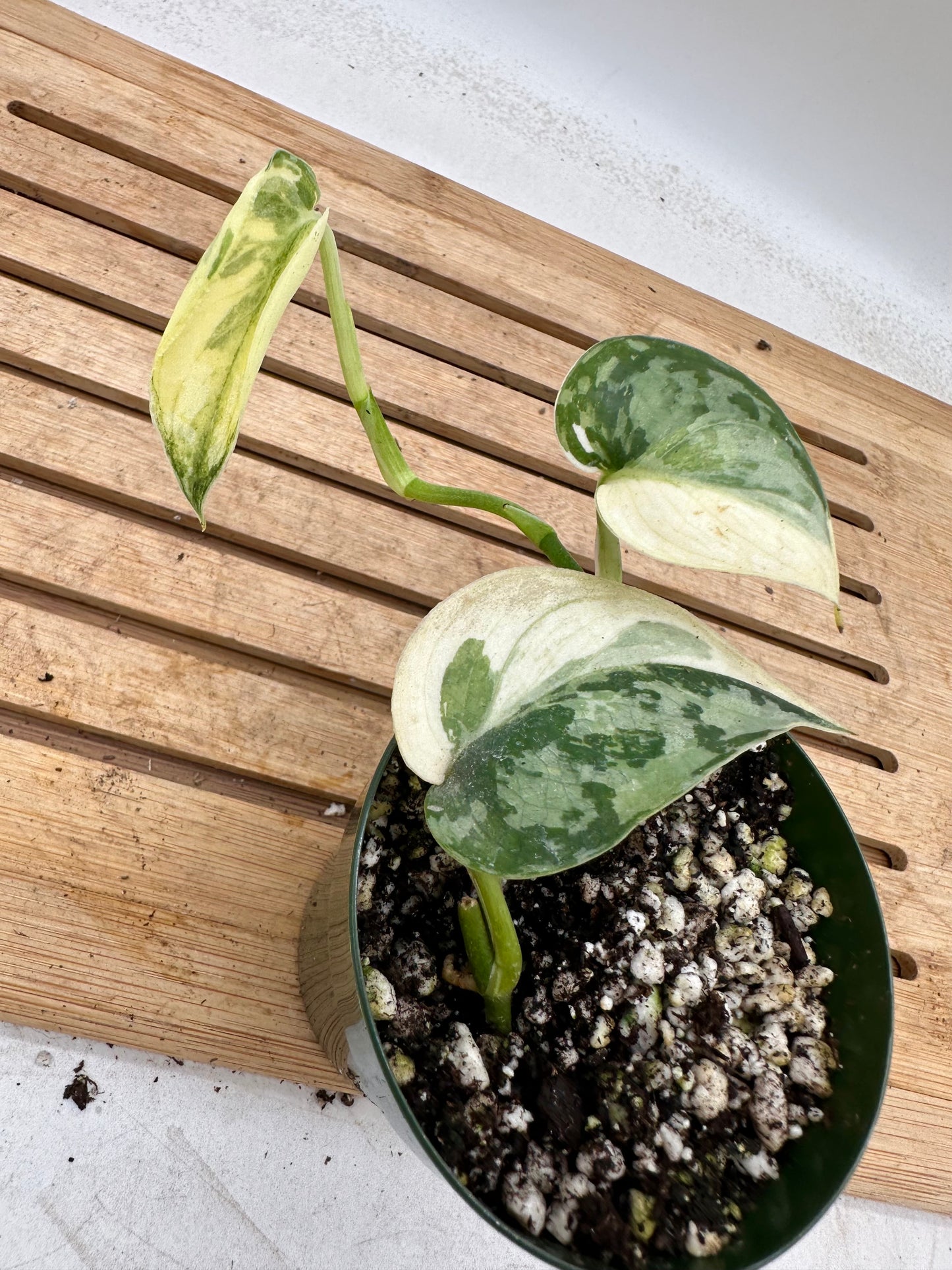 Scindapsus Mayari - August Sale