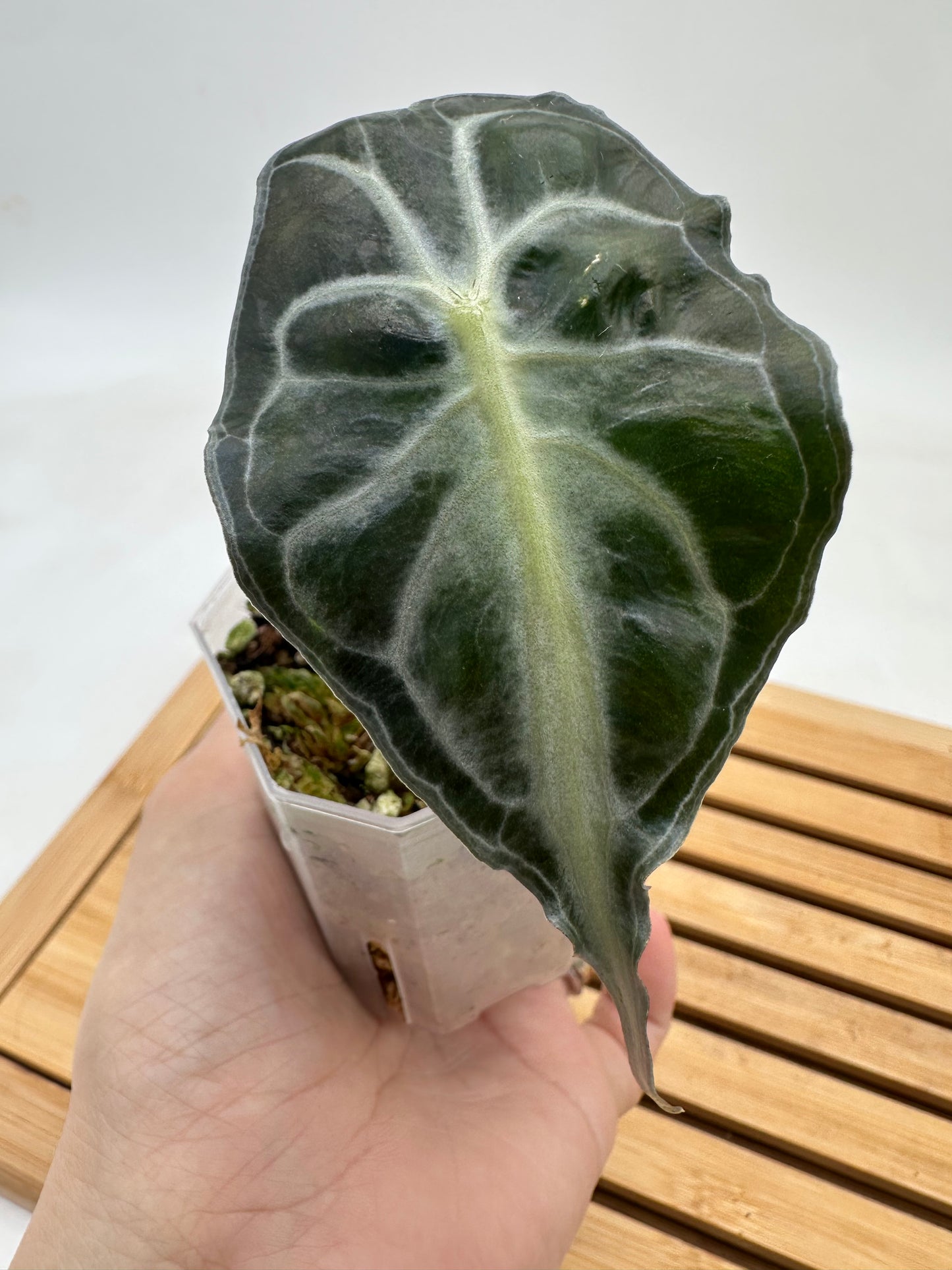Alocasia Venom - Grown from Offshoot