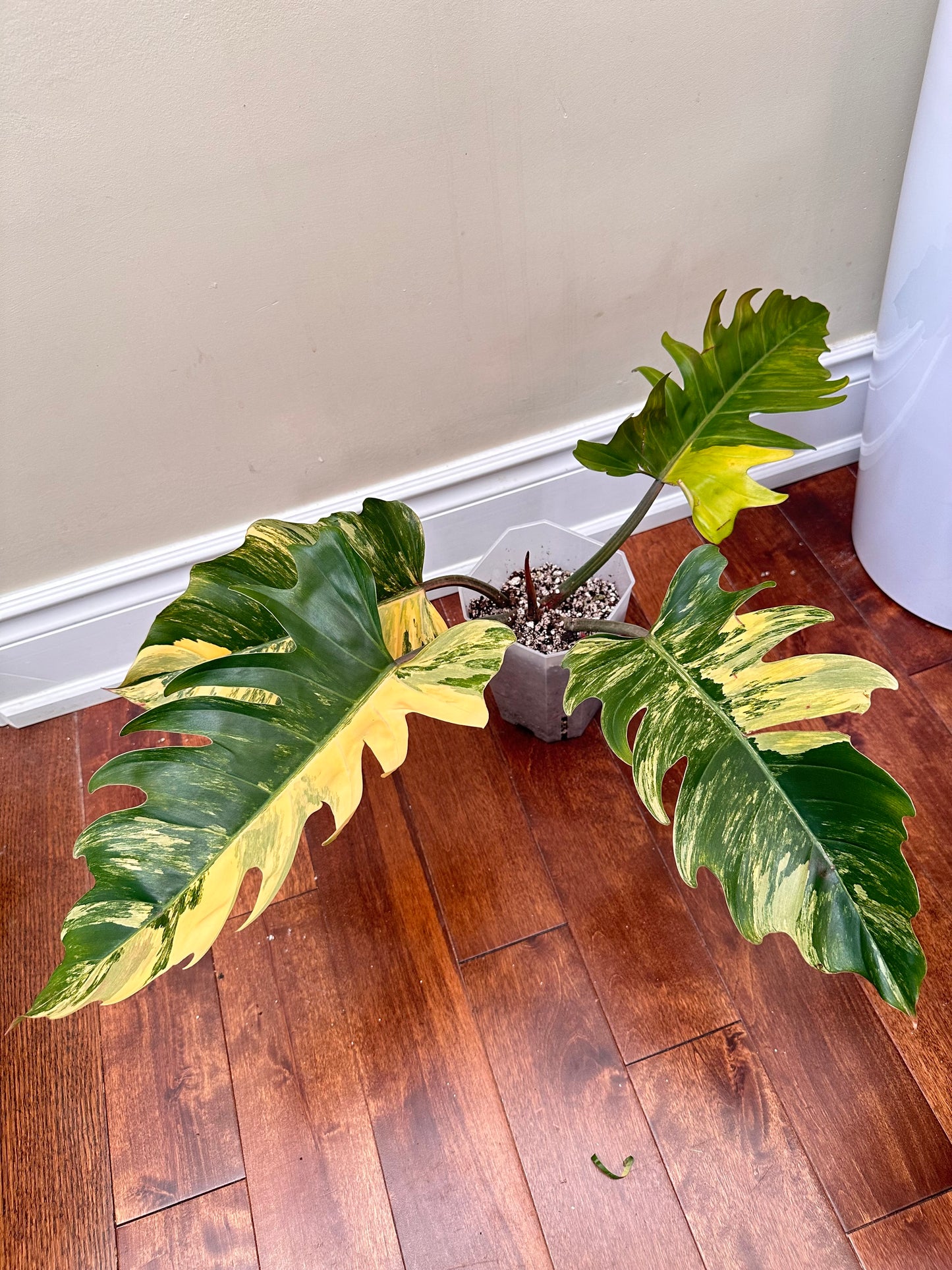 Philodendron Caramel Marble Variegated - August Sale