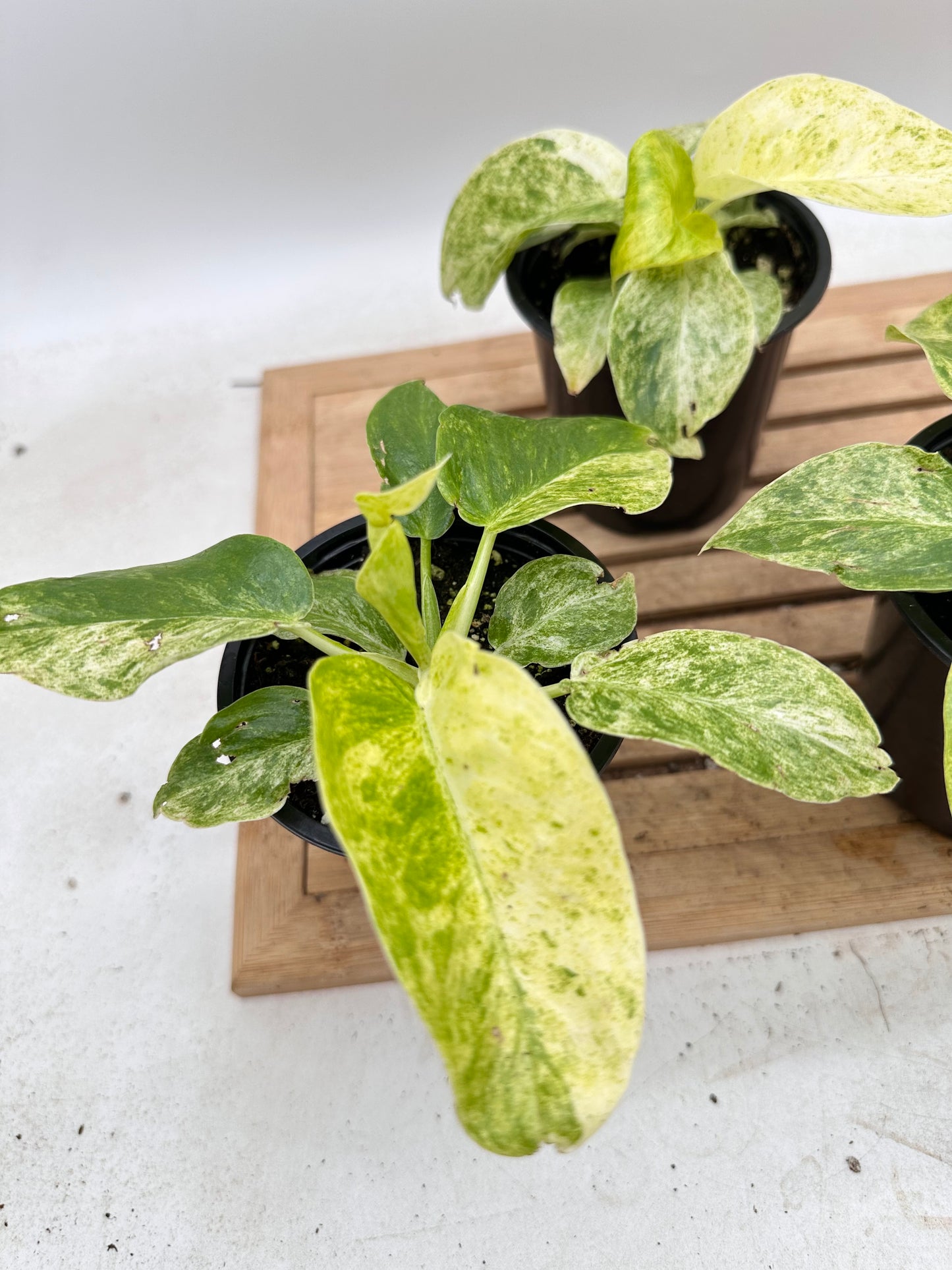 Philodendron Giganteum Variegated ‘Blizzard’