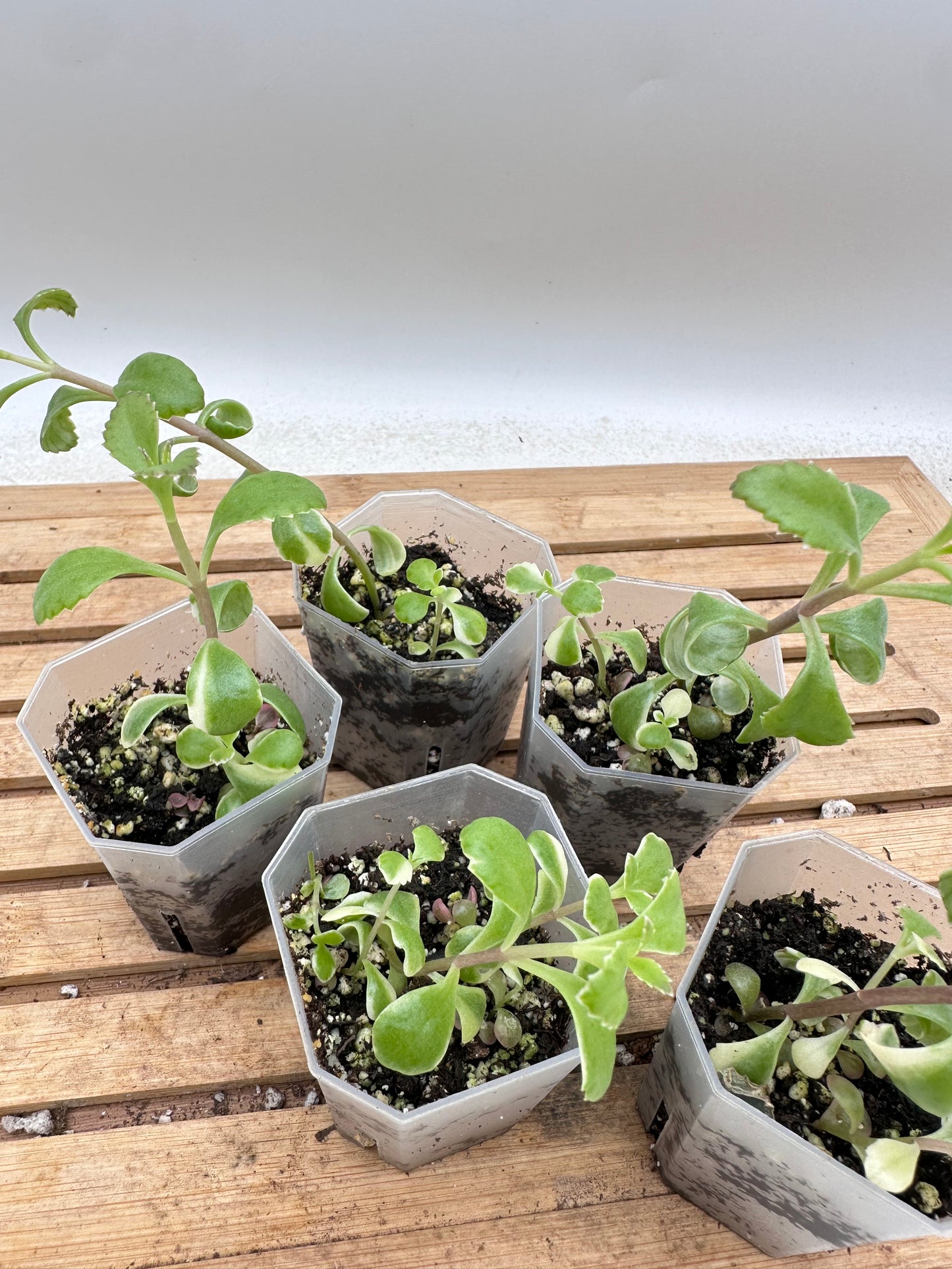 Mother of Millions Pink Variegated - Pink Baby/flower - Clearance Sale 💚