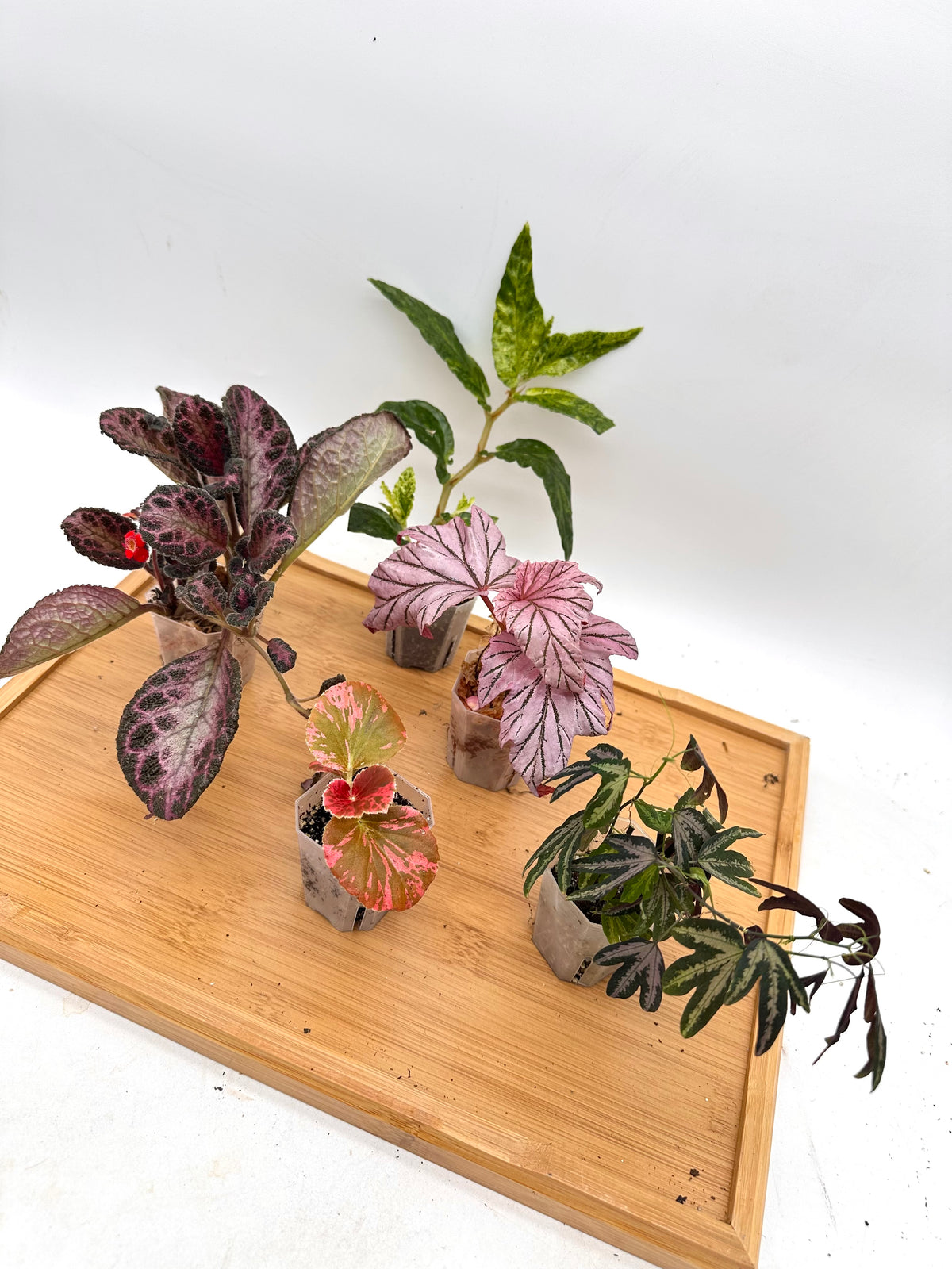 *Bundle Sale - Begonia