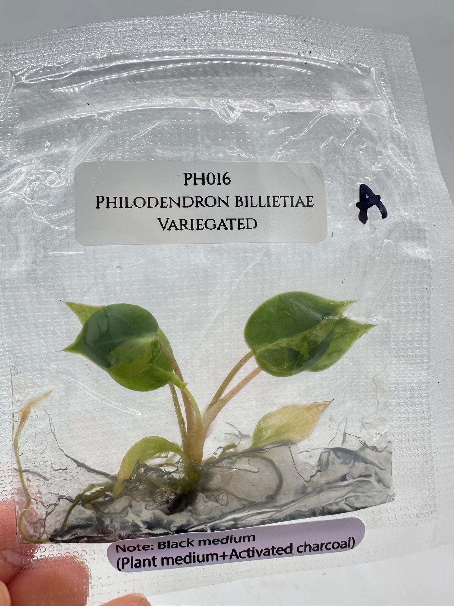 Tissue Culture - Philodendron Billietiae Variegated