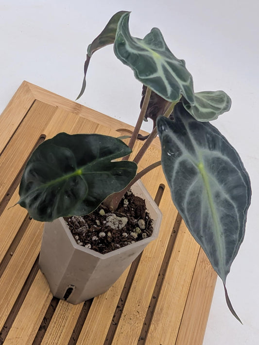 Alocasia Venom