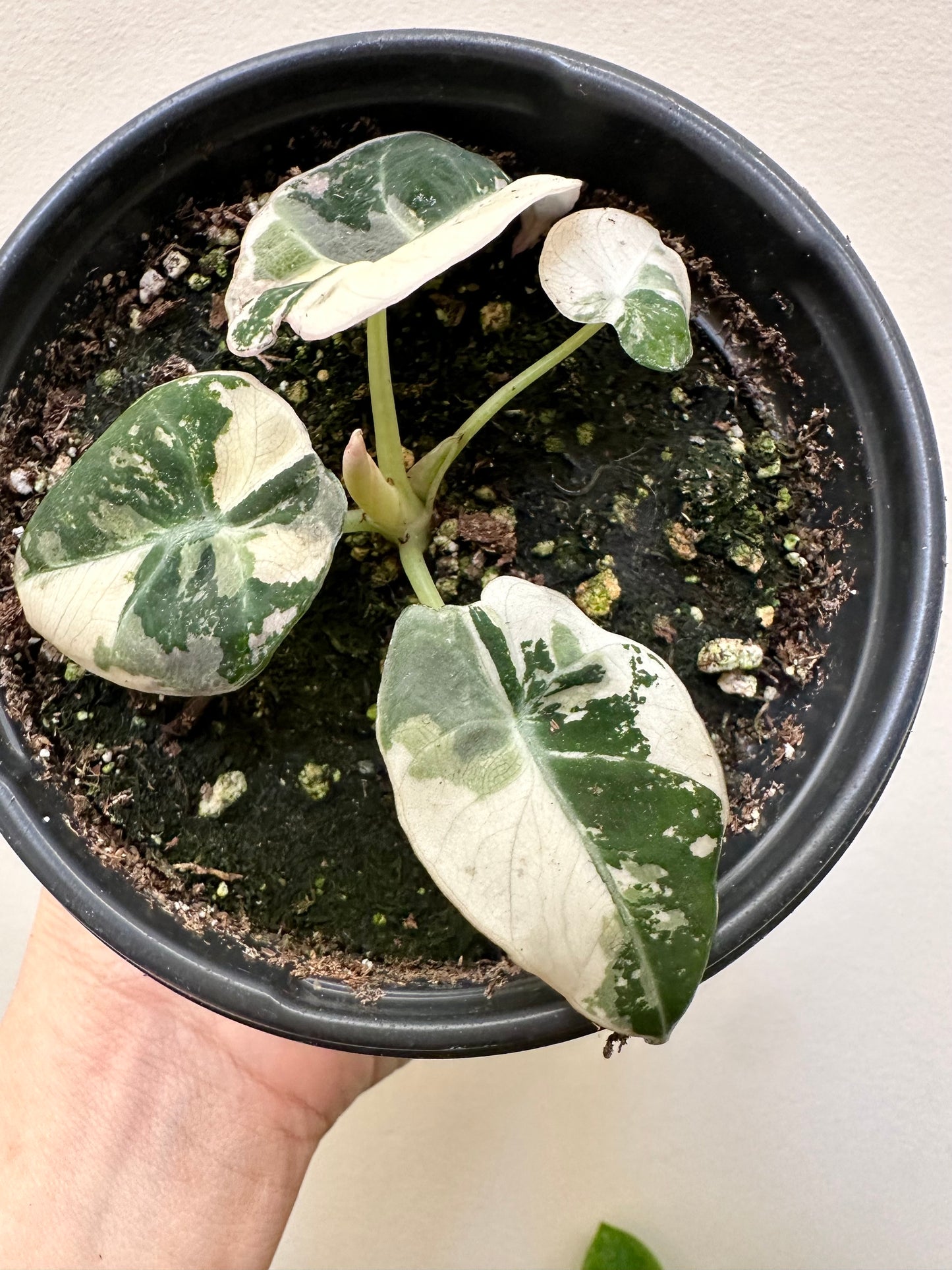 Pre Mother’s Day Sale -
- Alocasia Black Velvet Variegated