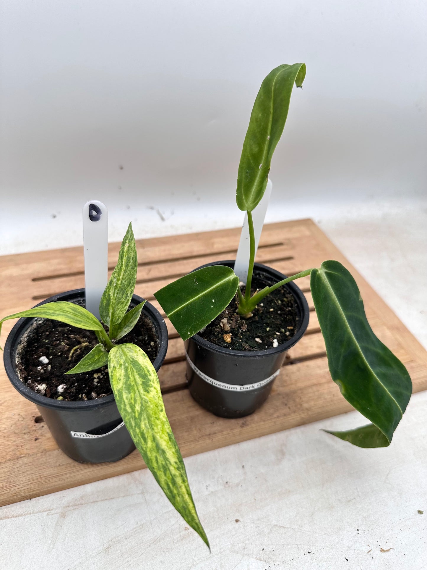 Combo Sale - Anthurium Warrocquenum Queen & Vittarifolium Variegated