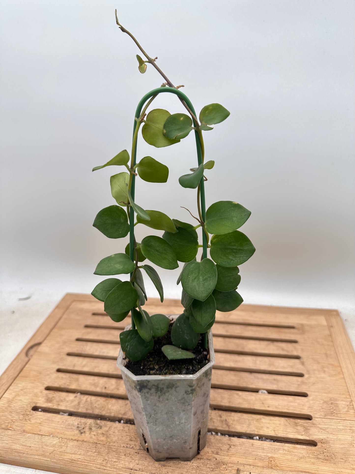 Thai Pink Lipstick Plant - Thanksgiving Sale 💚