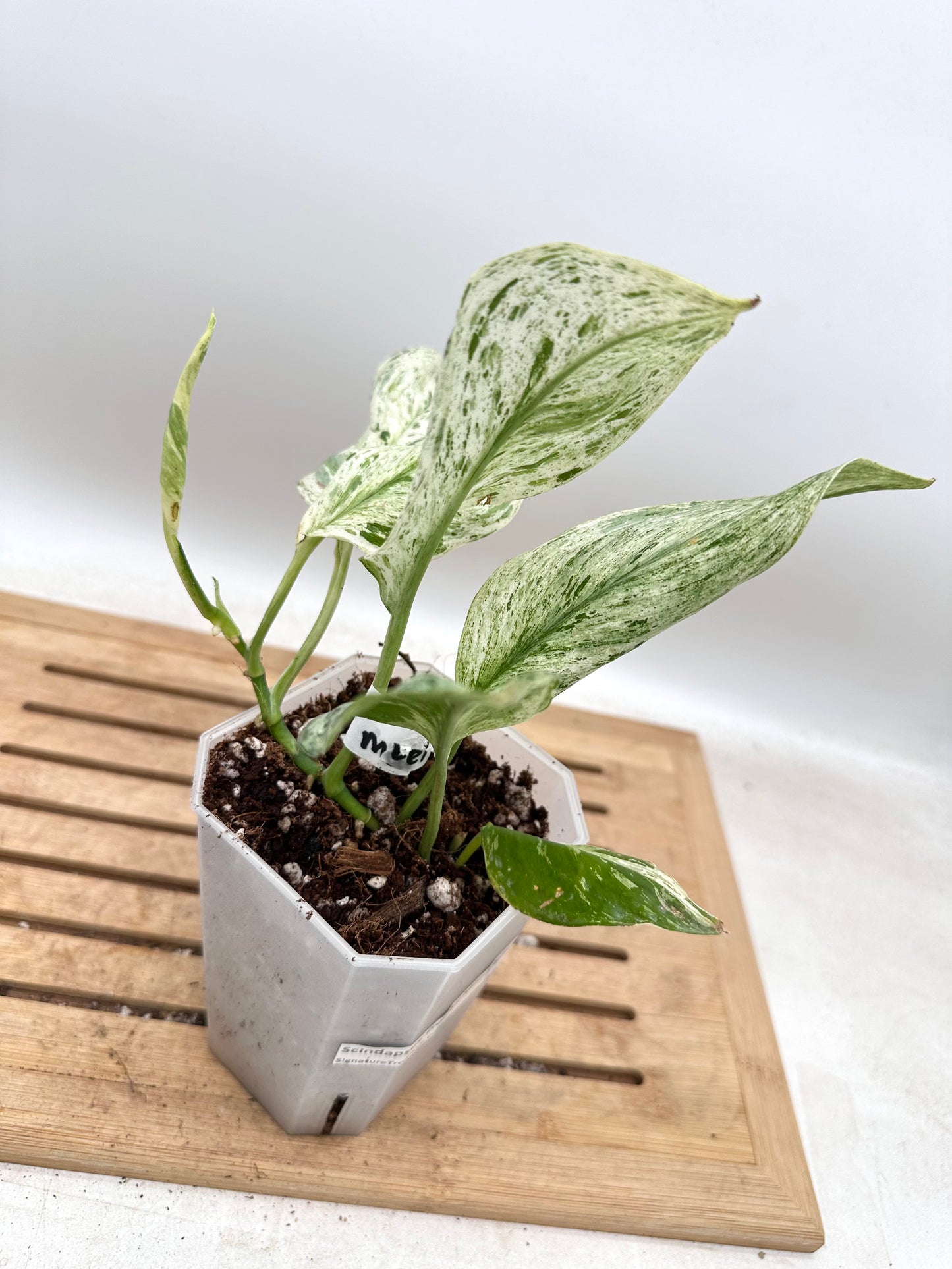 Scindapsus Treubii White Marble Variegated - Thanksgiving Sale 💚