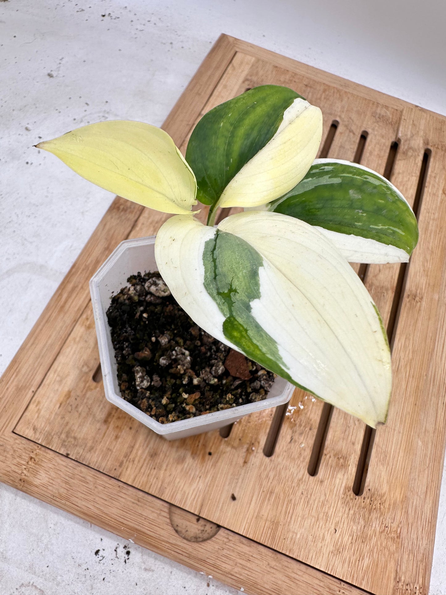 Scindapsus Blue Albo Variegated - Round Leaf - August Sale