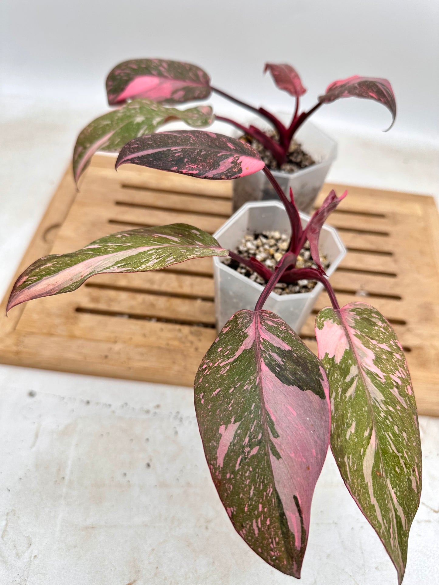 Philodendron Pink Princess Marble Galaxy from Thailand