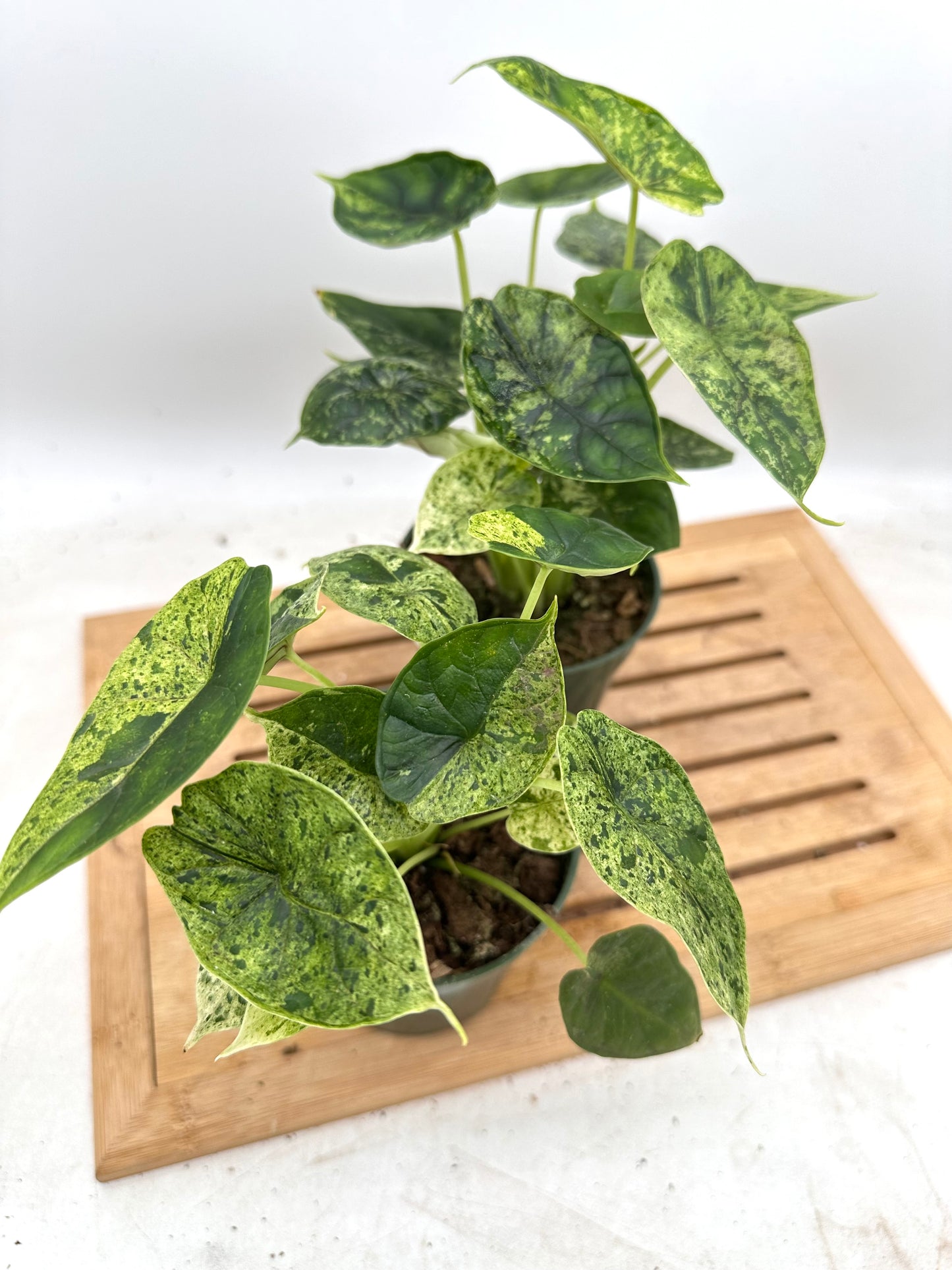 Alocasia Dragon Scale Mint - Multiple plants in each pot - August Sale