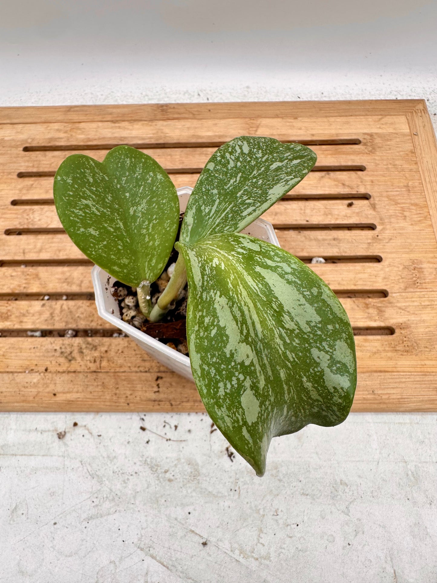 Hoya Kerri Splash