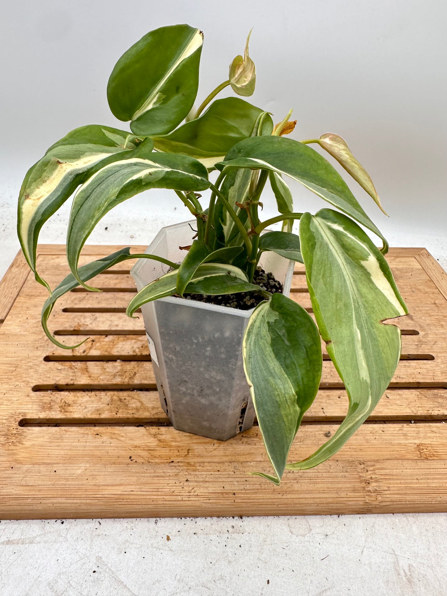 Philodendron Rio