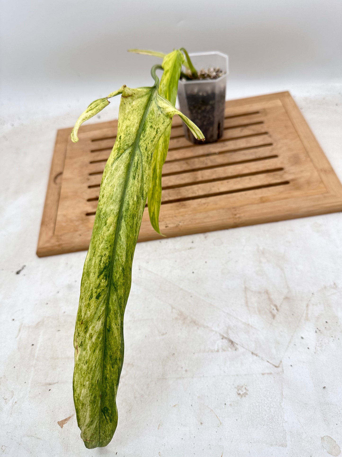 Philodendron Paloraense Variegated - Top Cutting