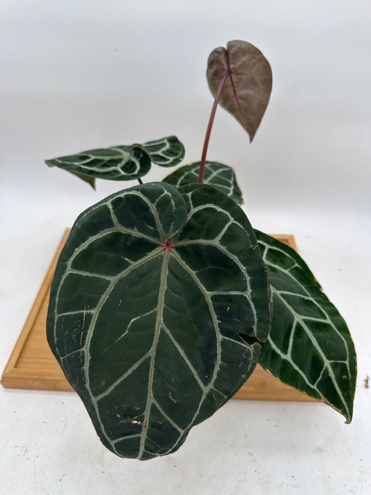 Anthurium Michelle x Zara x Red Crystallinum (Memoria Tim Anderson) - Size Large