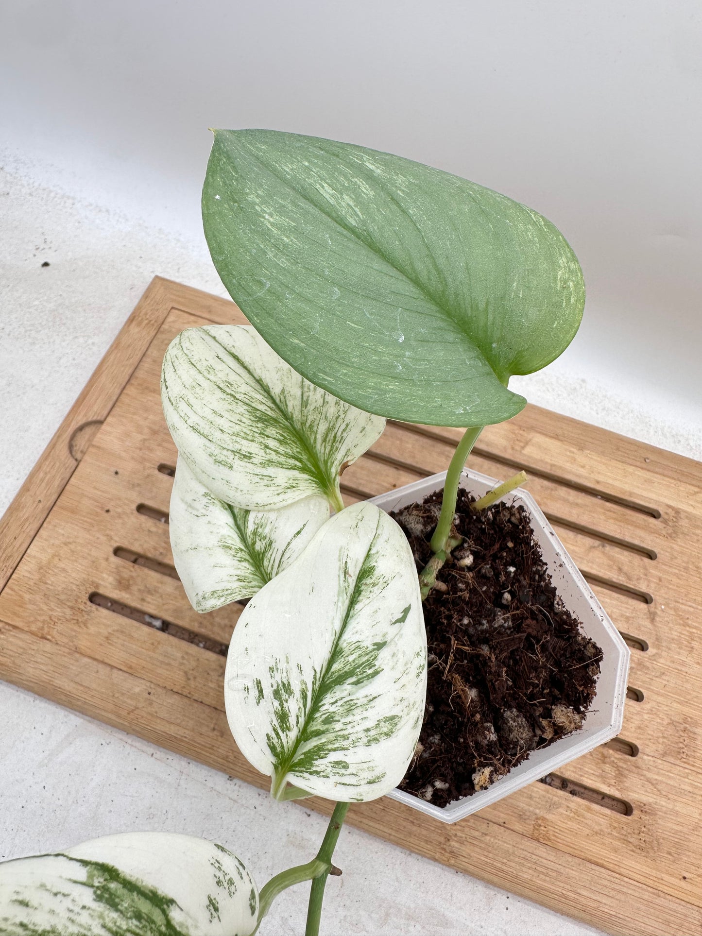 Scindapsus Treubii Moonlight White Mutation - Thanksgiving Sale 💚