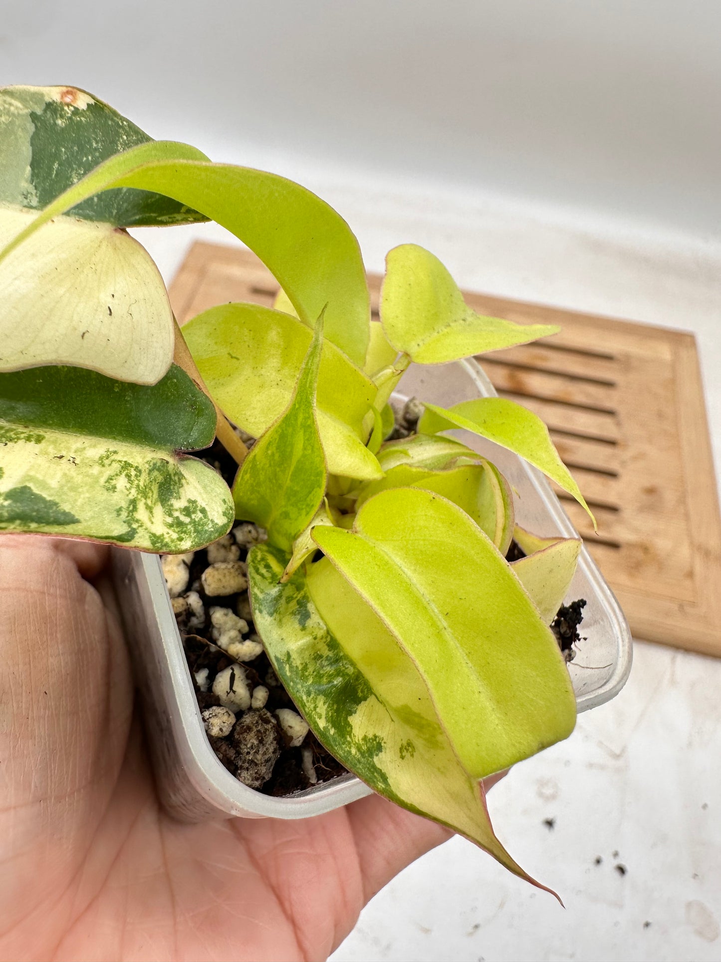 Philodendron Billietiae x FB Variegated Multiple growths - August Sale