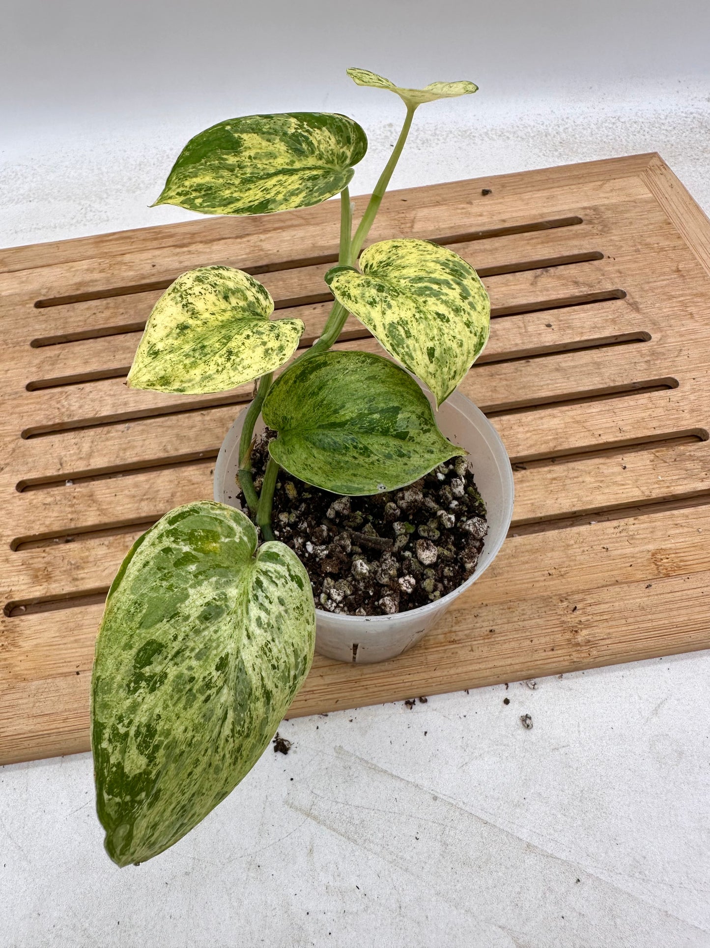 Scindapsus Jade Satin Marble Variegated