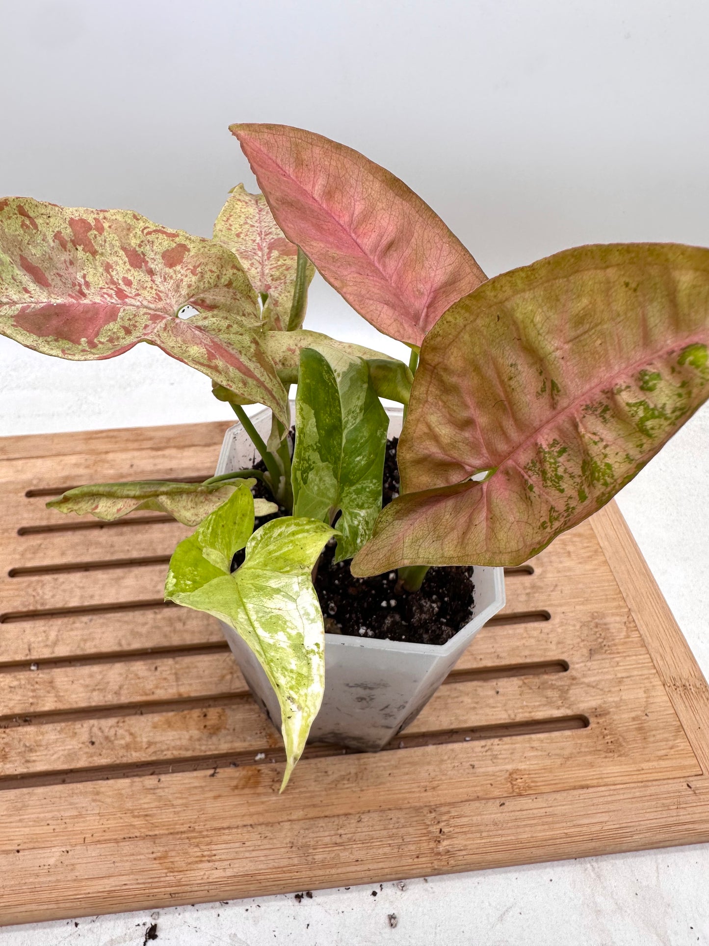 Mixture of Syngoniums - Pink Flecked, Milk Confetii, Albo - August Sale