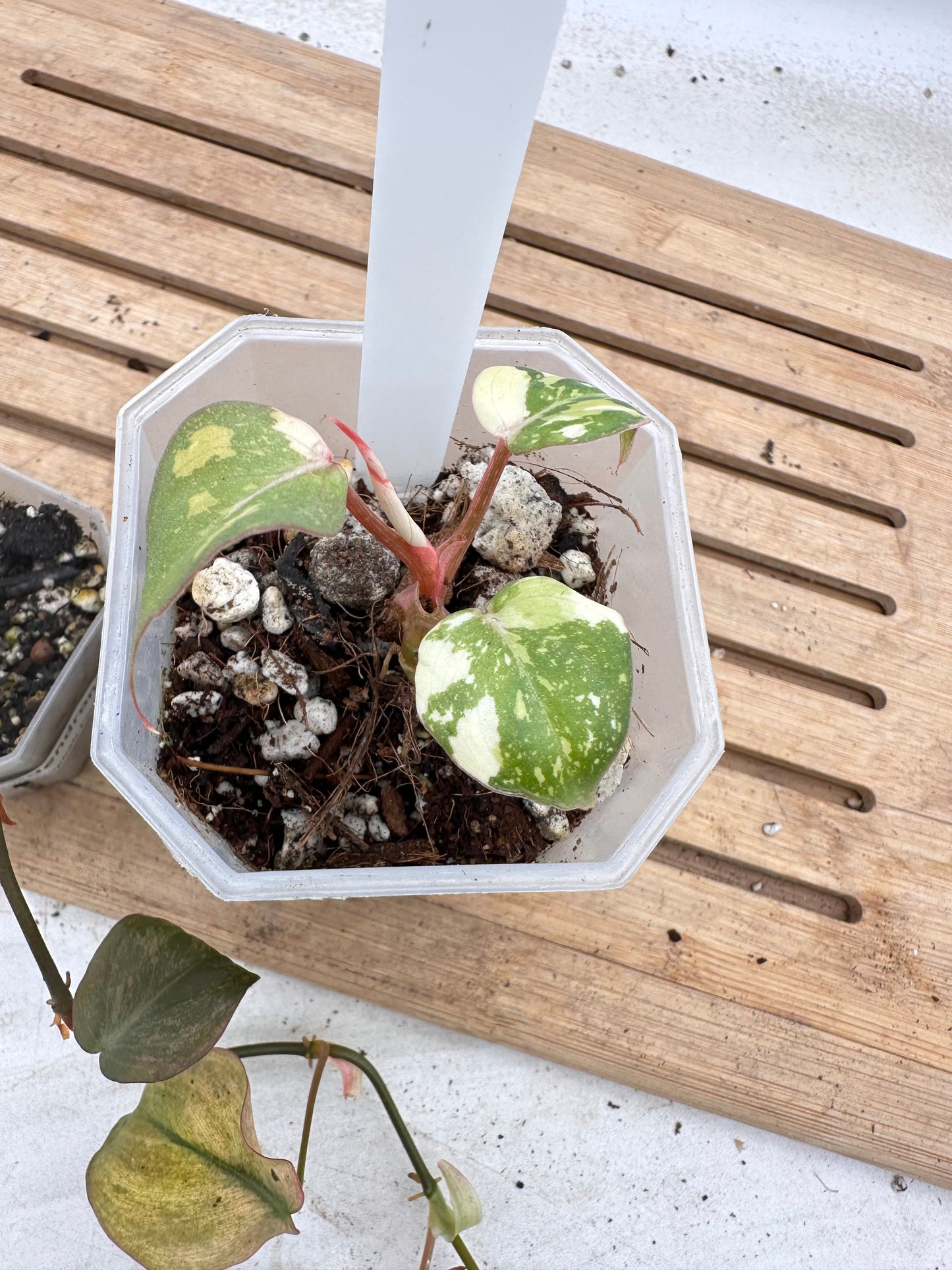 Combo Sale - Philodendron Gloriosum Variegated & Micans Mint Variegated