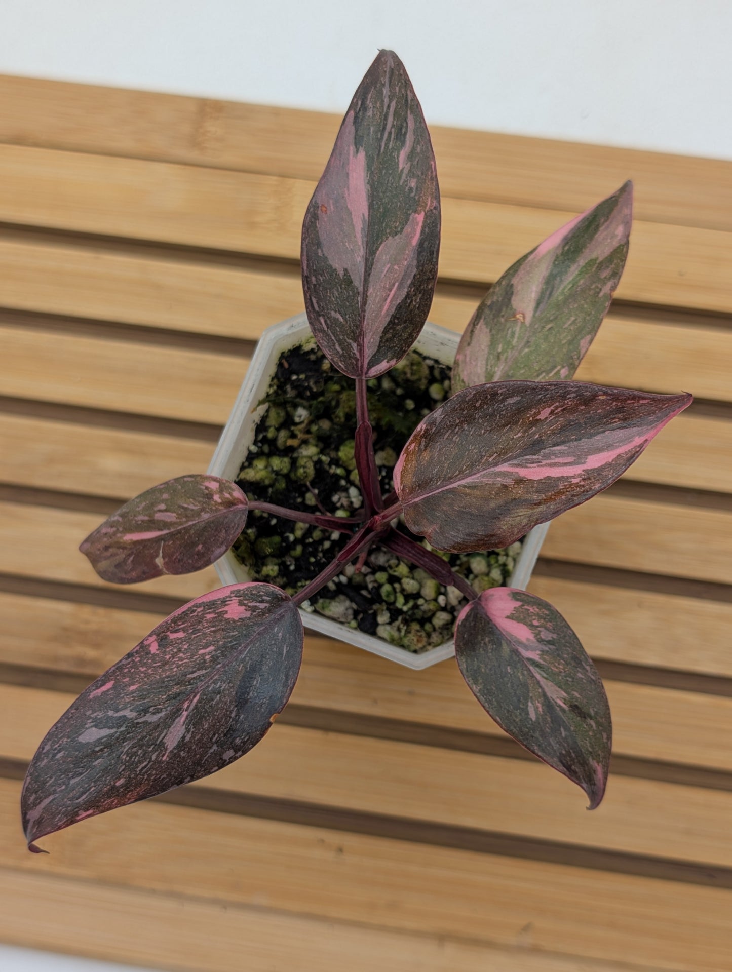 Philodendron Pink Princess Marble Galaxy - From Thailand