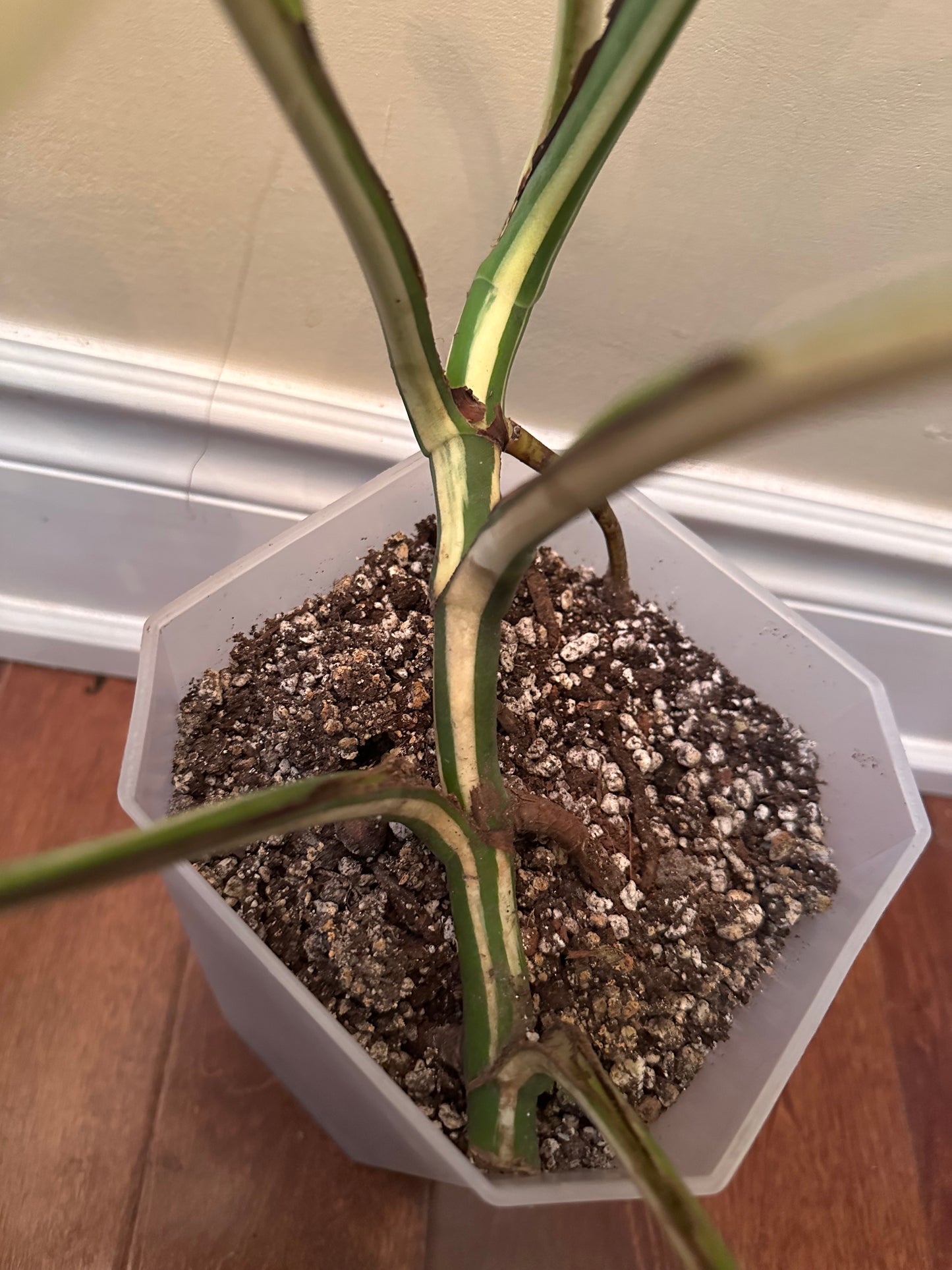 Monstera Albo - Clearance