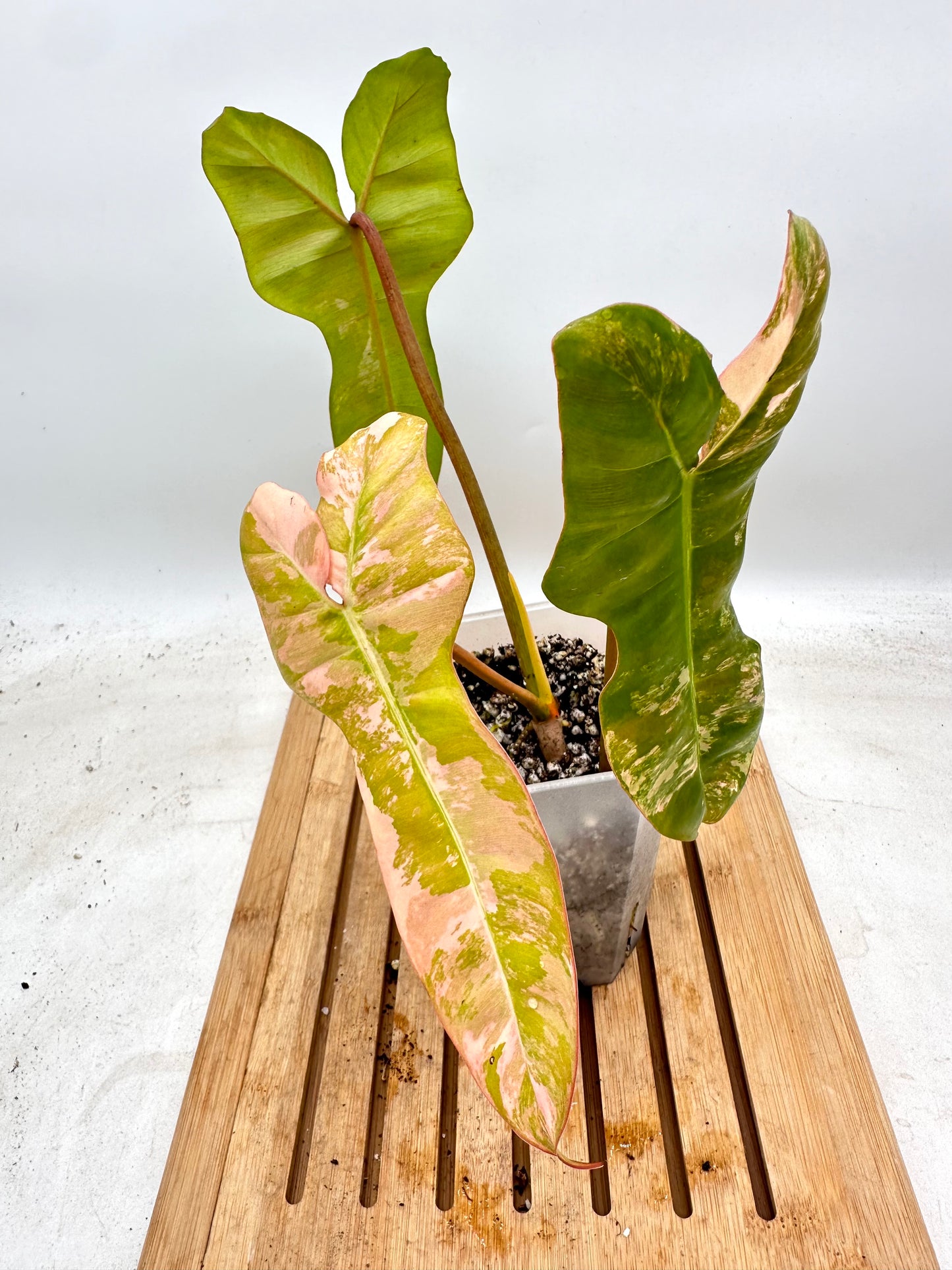 Philodendron Black Billietiae x FB Variegated - August Sale