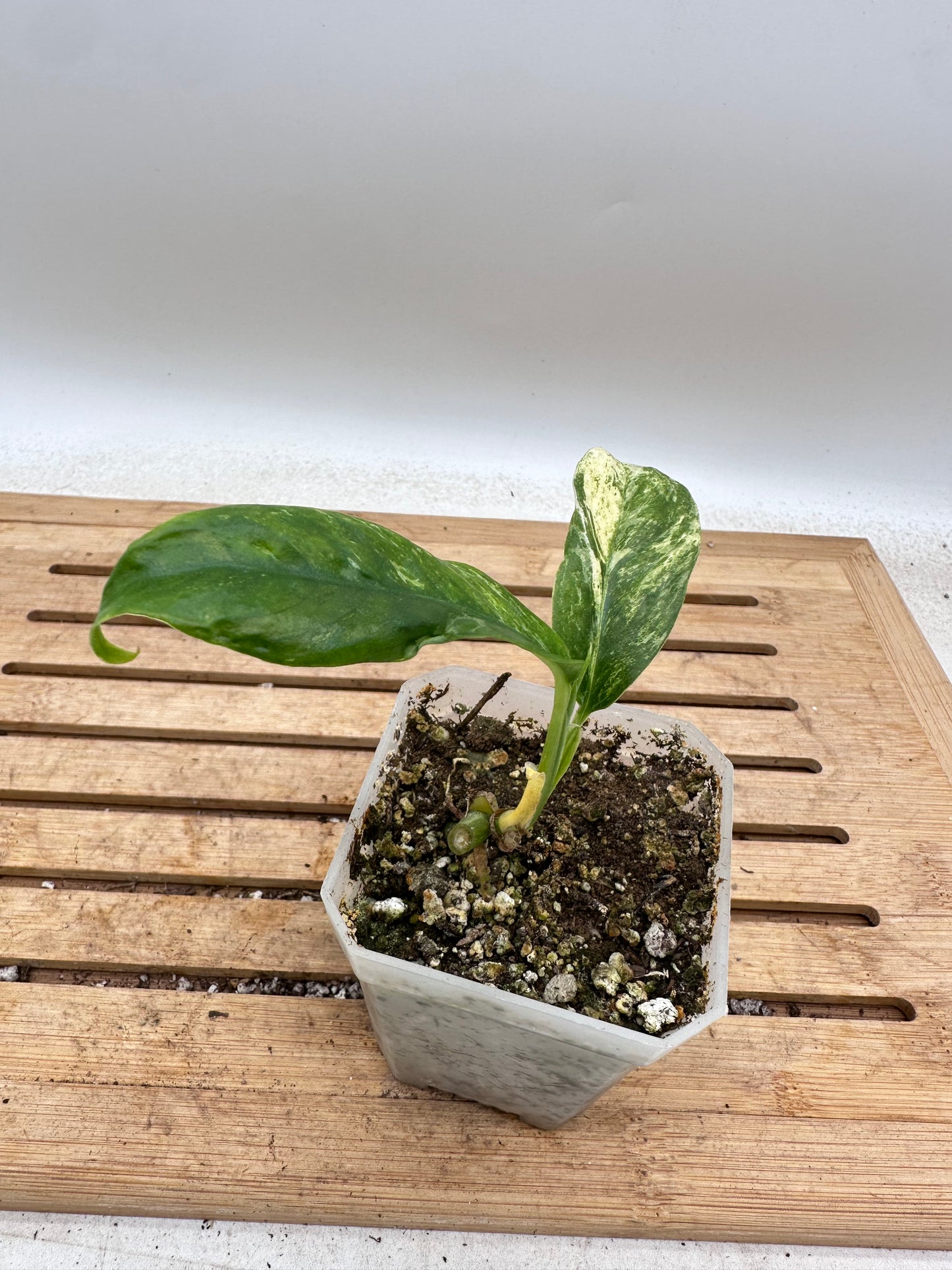 Rhaphidophora Puberula Variegated - Thanksgiving Sale 💚