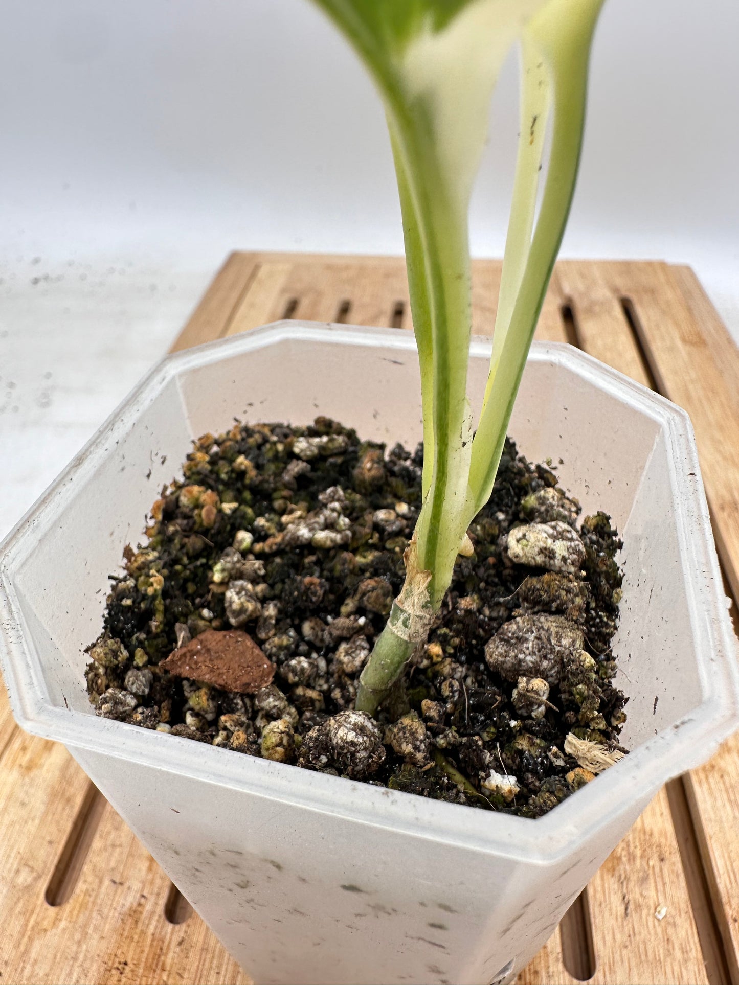 Scindapsus Blue Albo Variegated - Round Leaf - August Sale