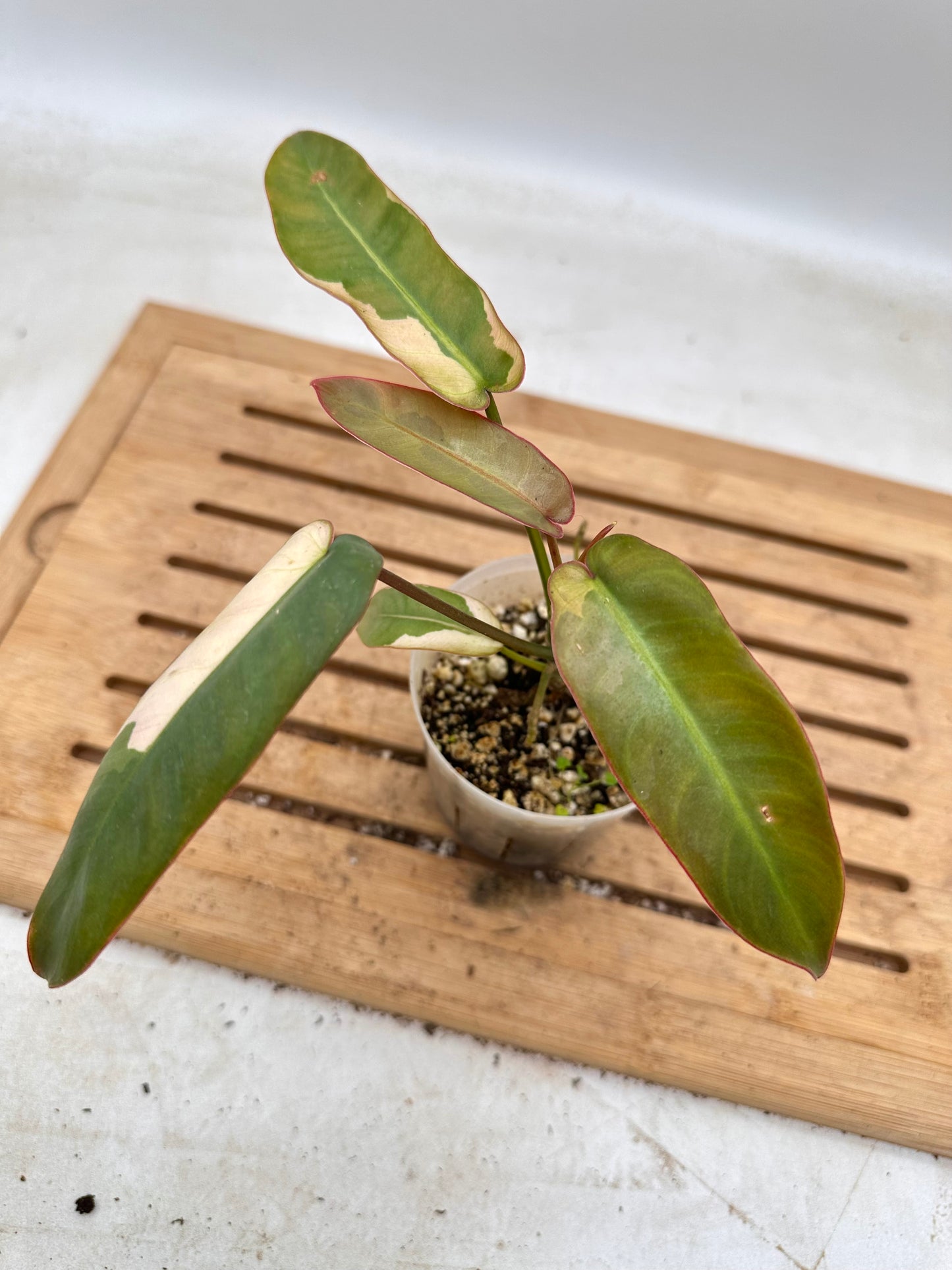 Philodendron Atabapoense Variegated