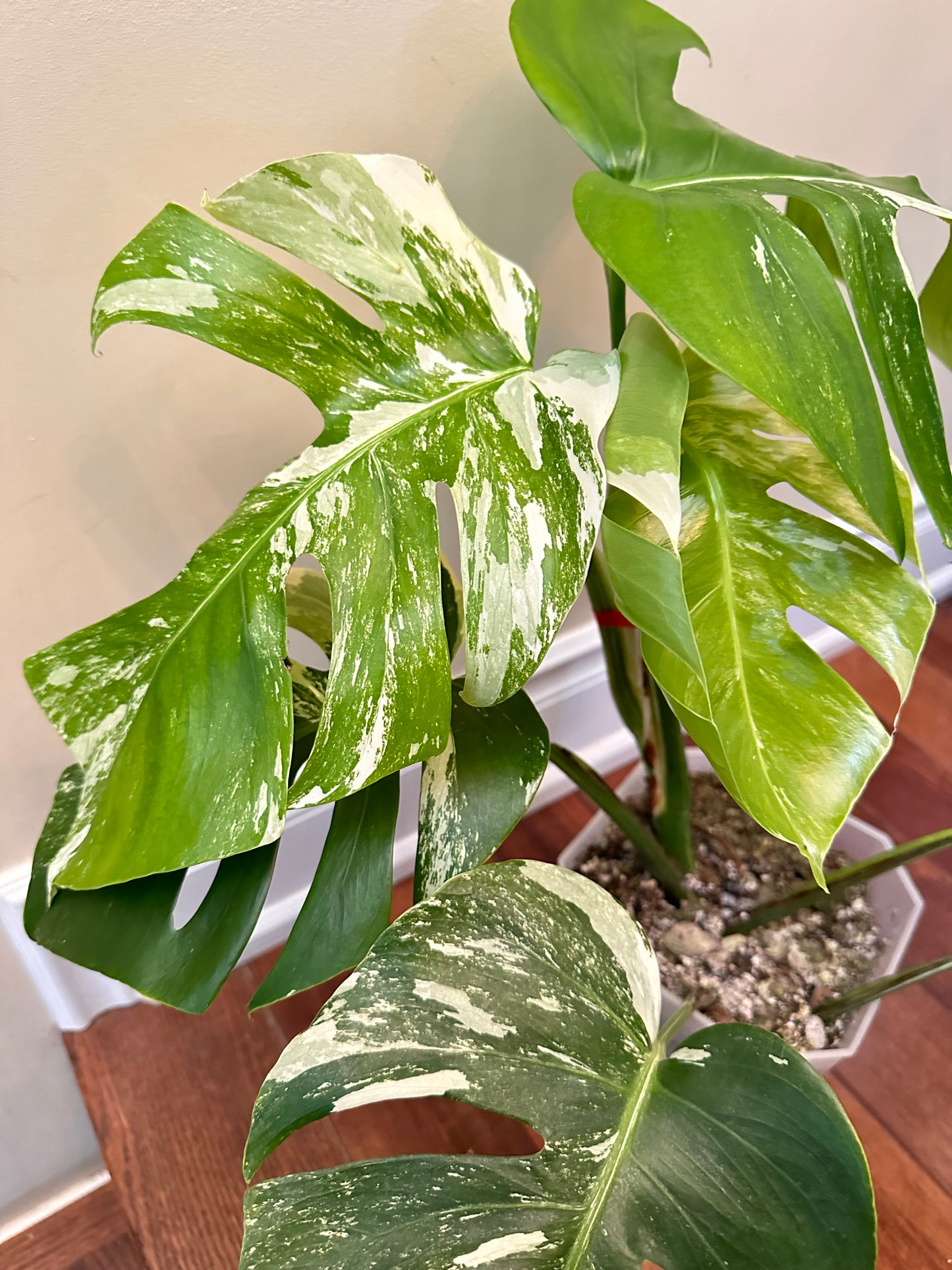 Monstera Albo - August Sale
