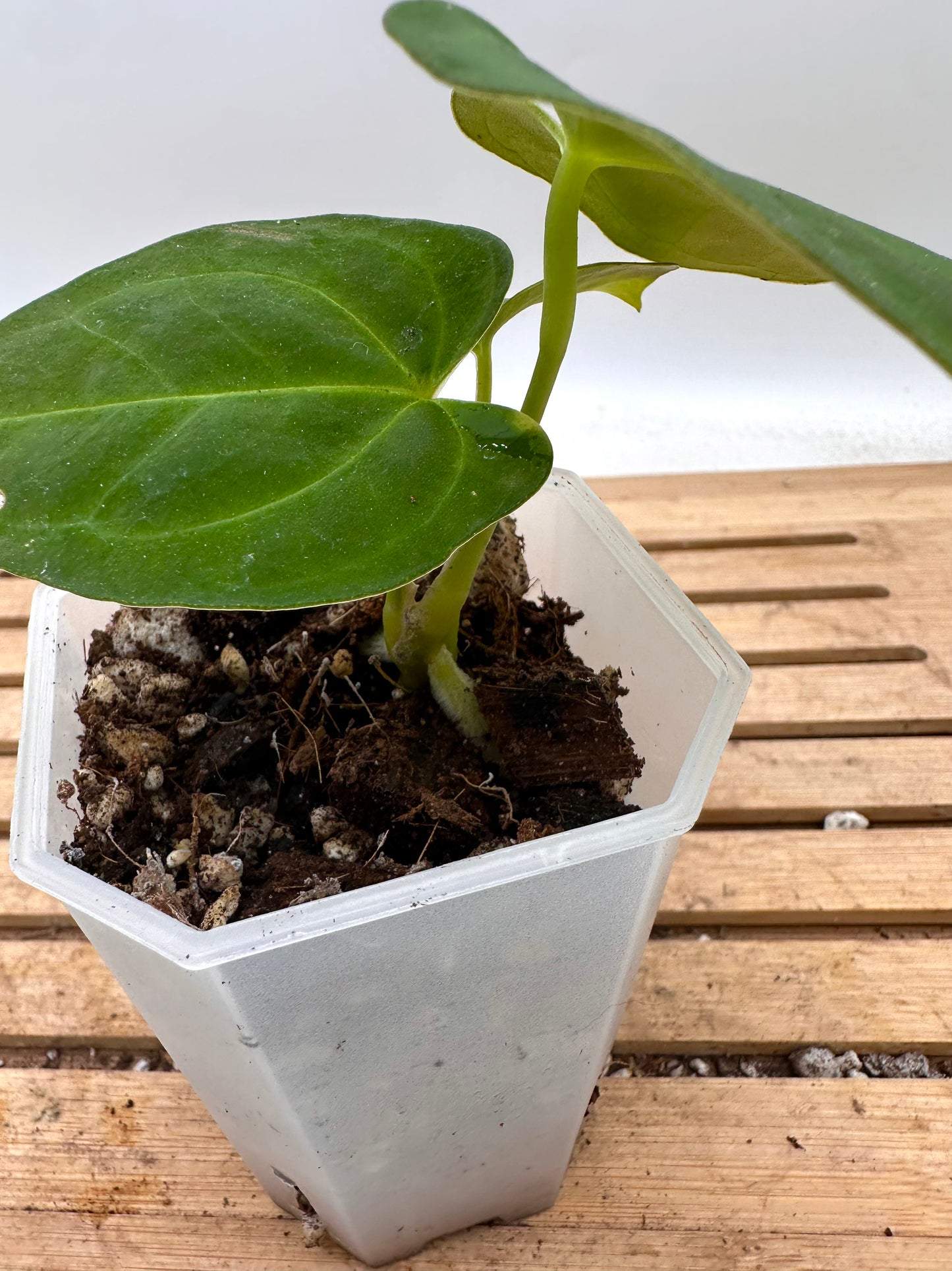Anthurium Hoffmanii x Fort Sherman - Thanksgiving Sale 💚