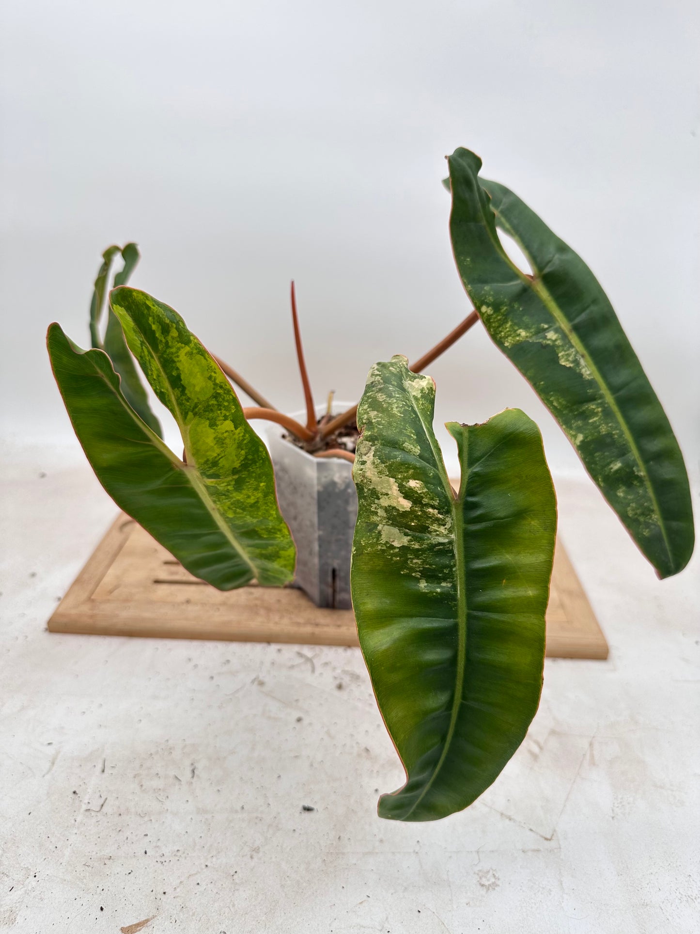 Philodendron Billietiae Variegated - Thanksgiving Sale 💚