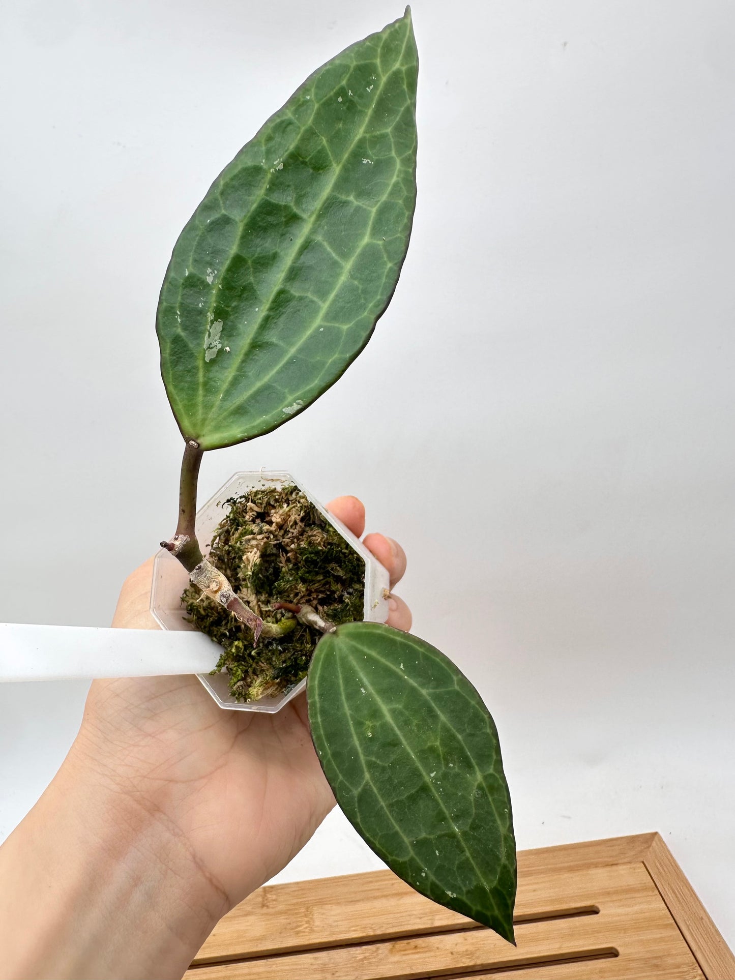 Hoya Latifolia Green Form