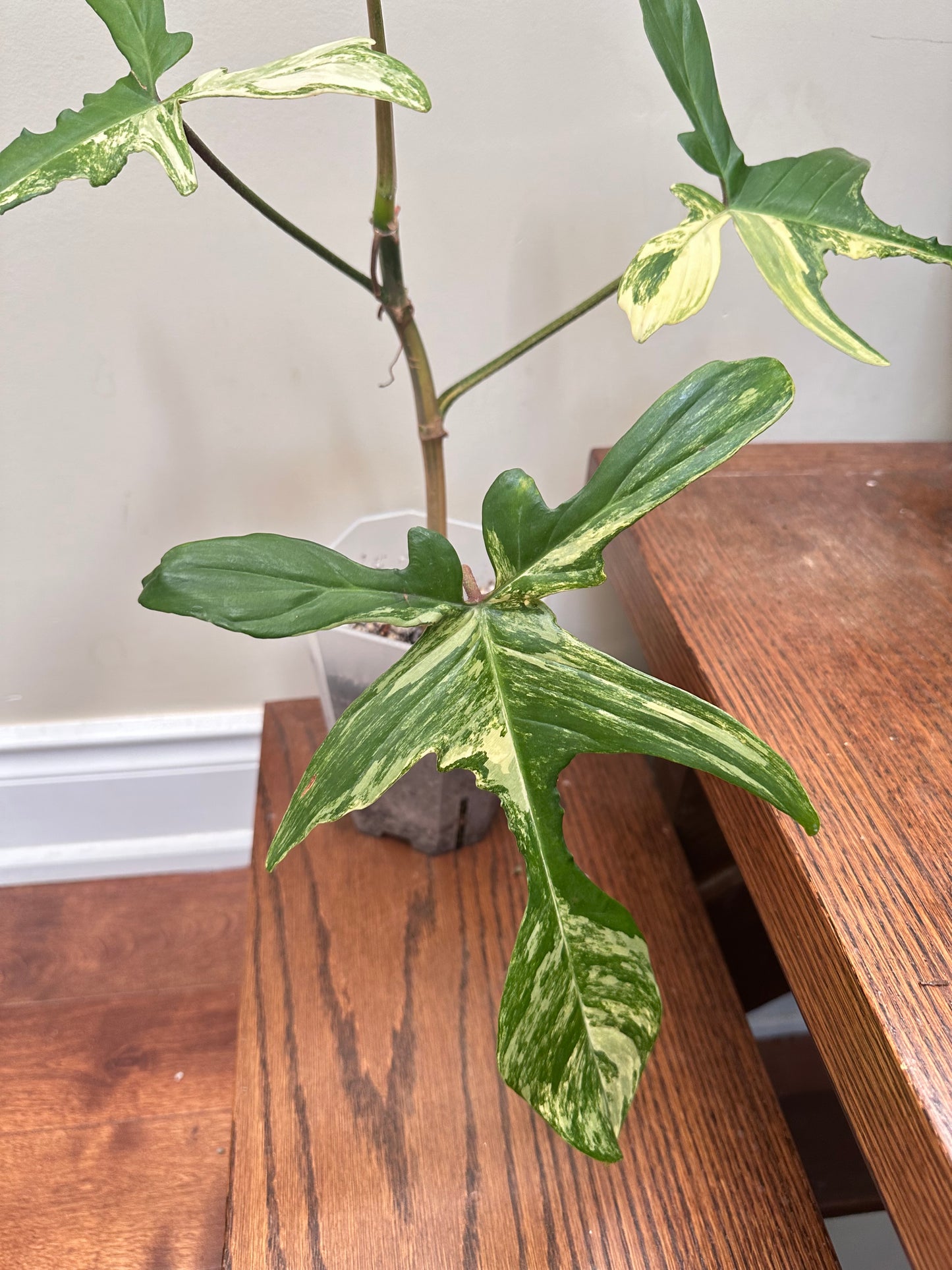 Philodendron Florida Beauty Variegated