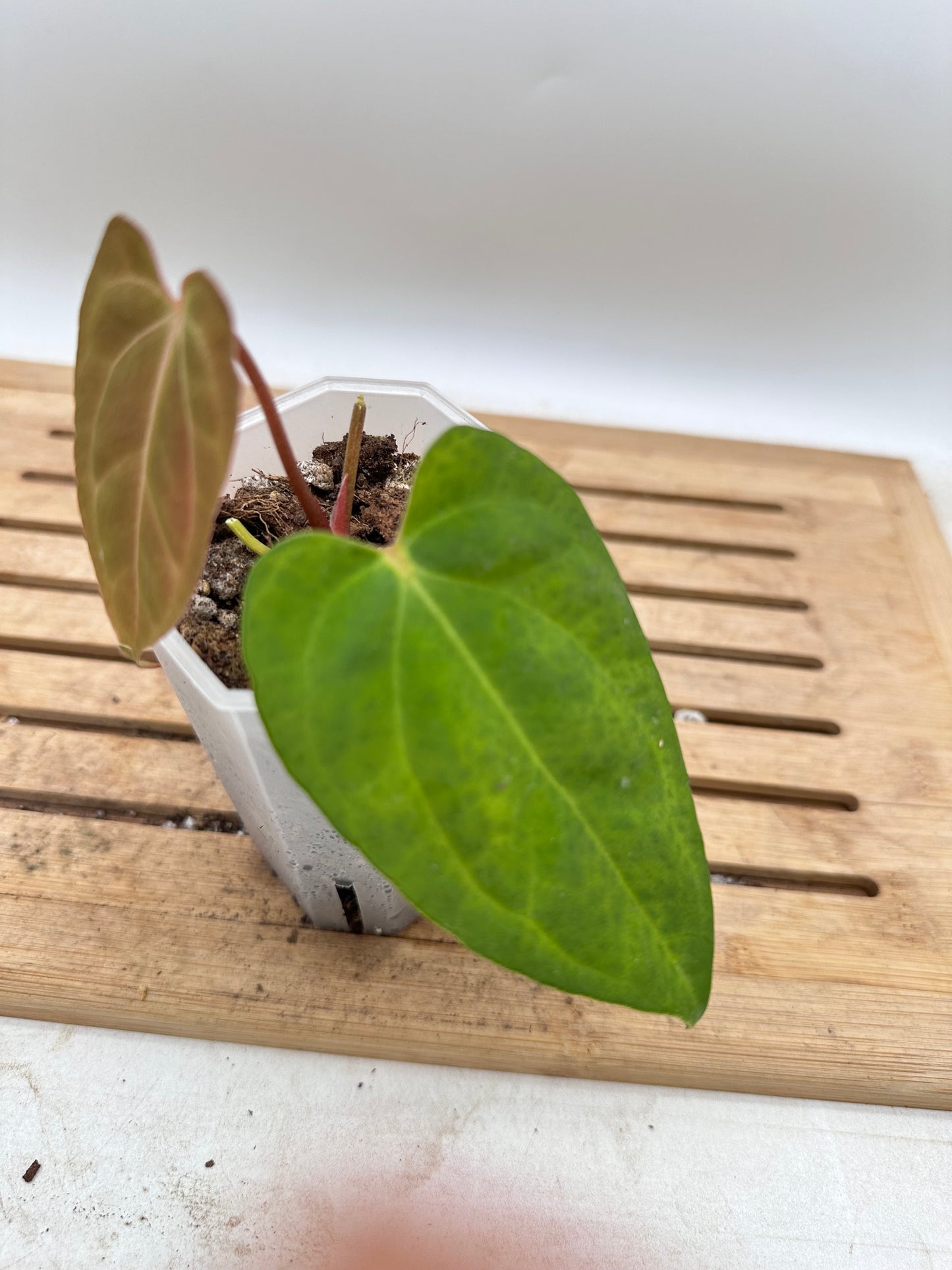 Anthurium Blue Papillilaminum x One - Thanksgiving Sale 💚