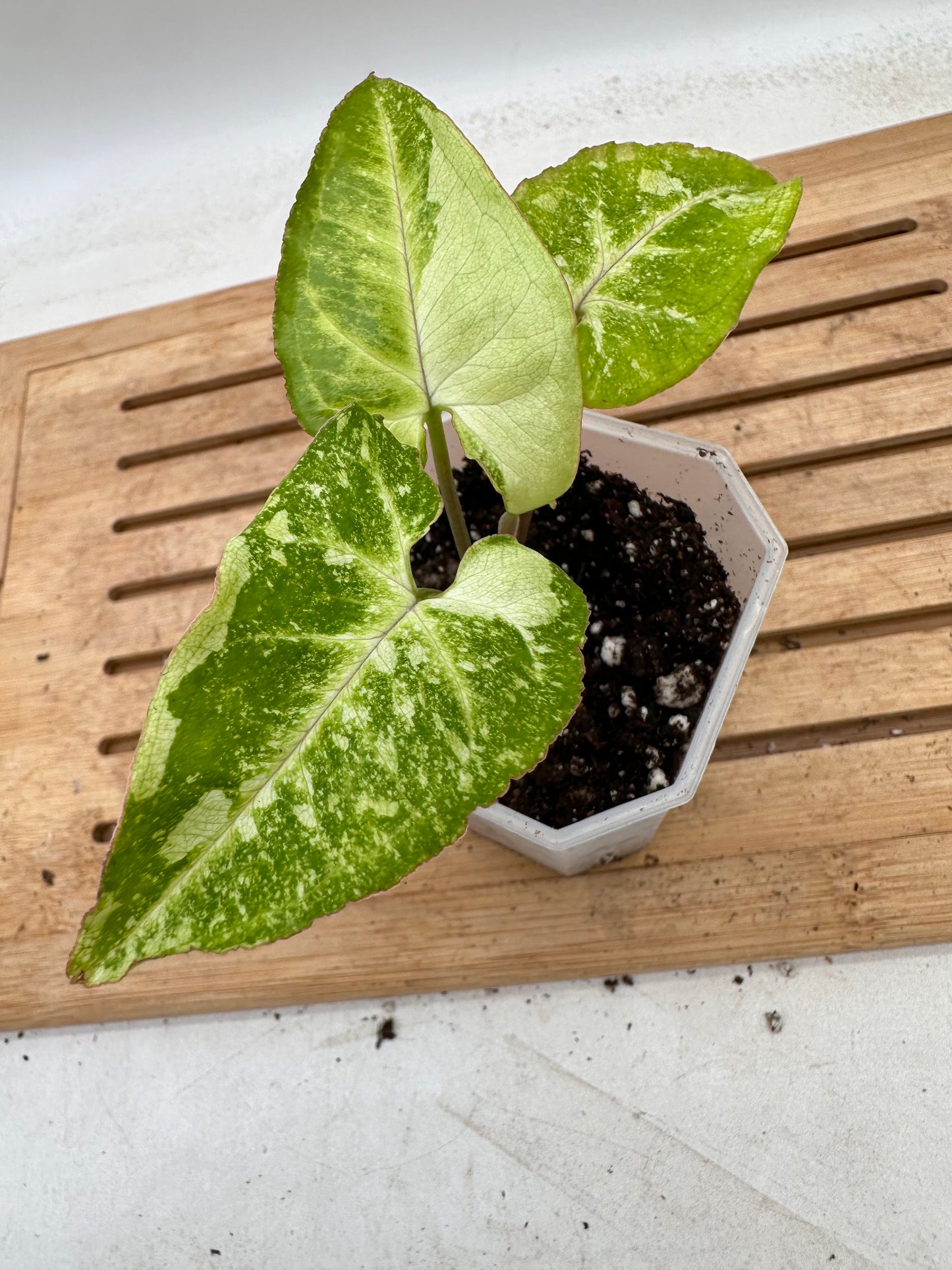Syngonium Panda Galaxy