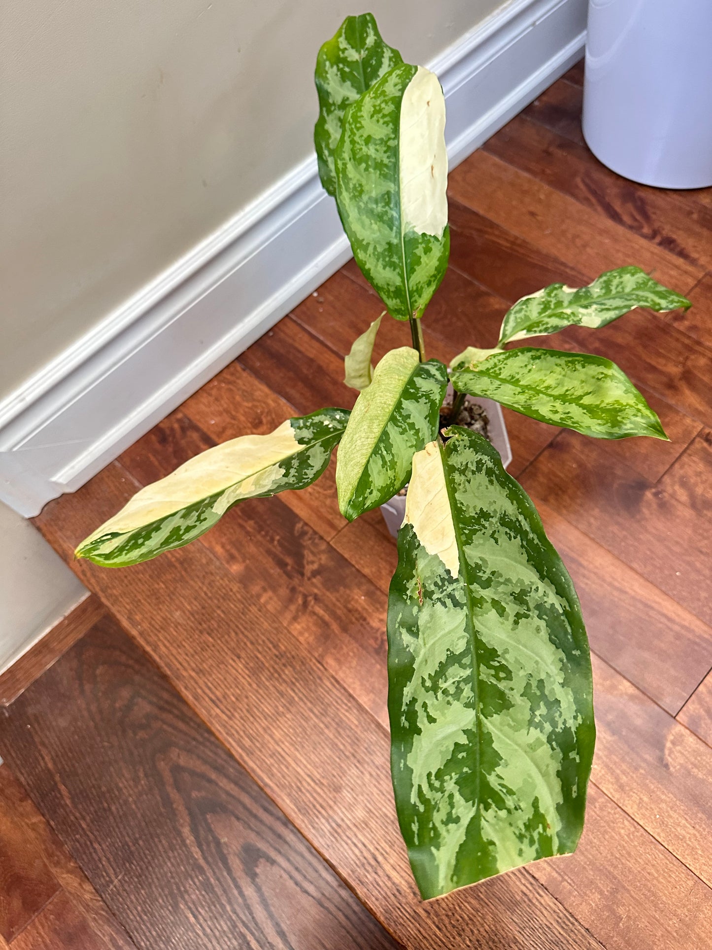 Aglaonema Manila Pride Variegated - 3 Growths, Good Size